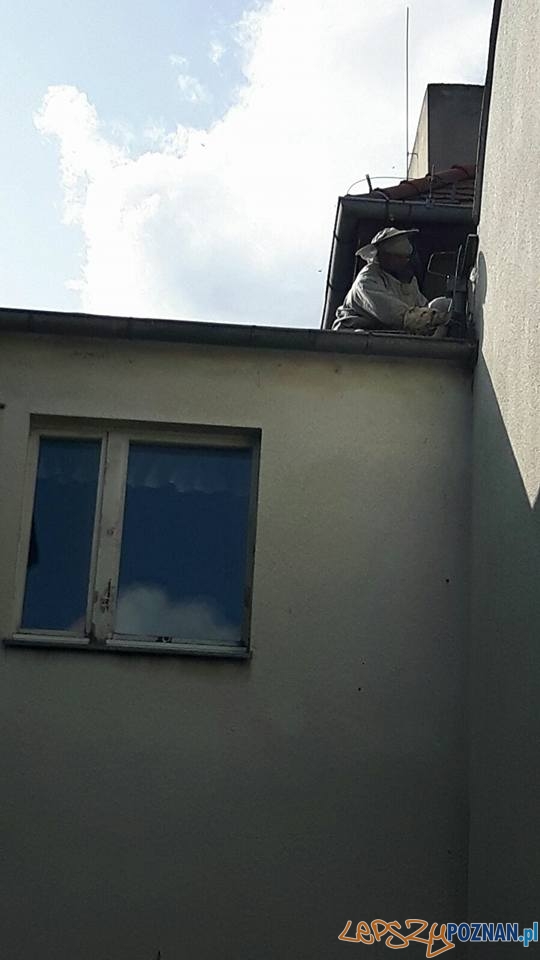 Groźne osy i szerszenie Foto: OSP Suchy Las Groźne osy i szerszenie Foto: OSP Suchy Las