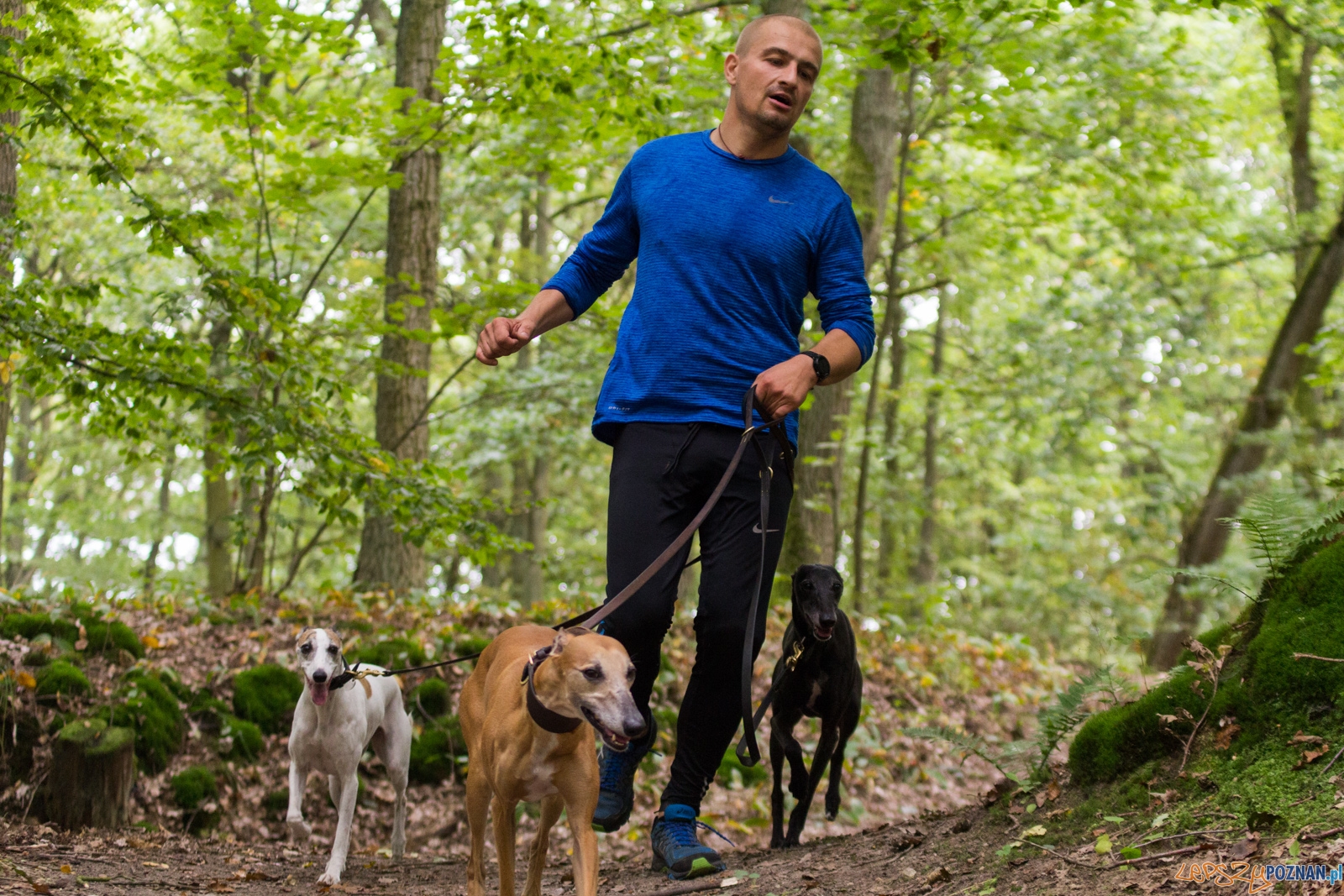 Forest Run Foto: lepszyPOZNAN.pl / Ewelina Jaskowiak Forest Run Foto: lepszyPOZNAN.pl / Ewelina Jaskowiak
