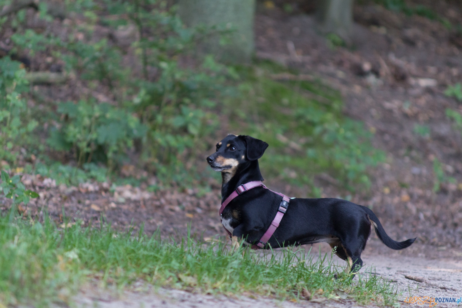 Forest Run Foto: lepszyPOZNAN.pl / Ewelina Jaskowiak Forest Run Foto: lepszyPOZNAN.pl / Ewelina Jaskowiak