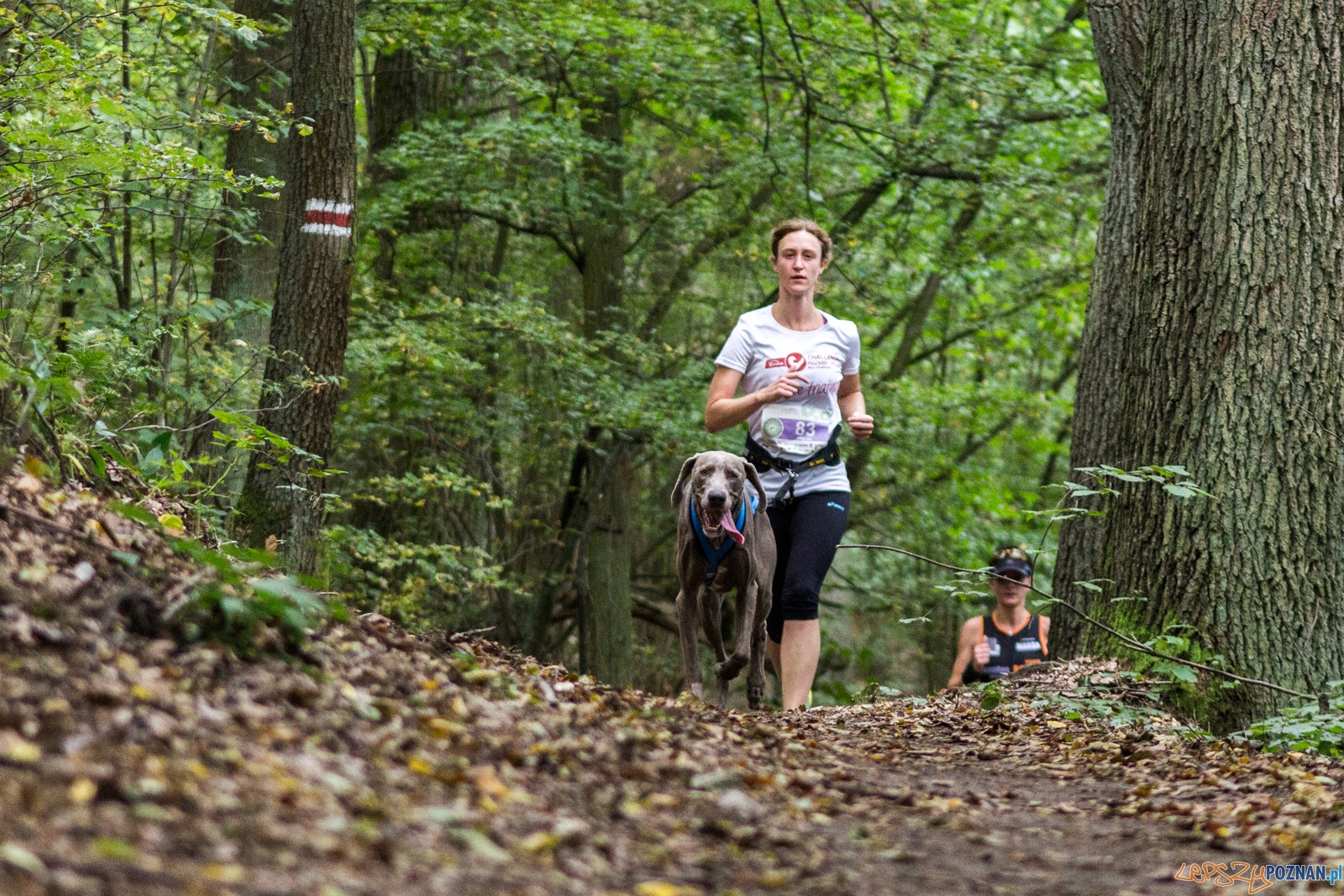 Forest Run Foto: lepszyPOZNAN.pl / Ewelina Jaskowiak Forest Run Foto: lepszyPOZNAN.pl / Ewelina Jaskowiak