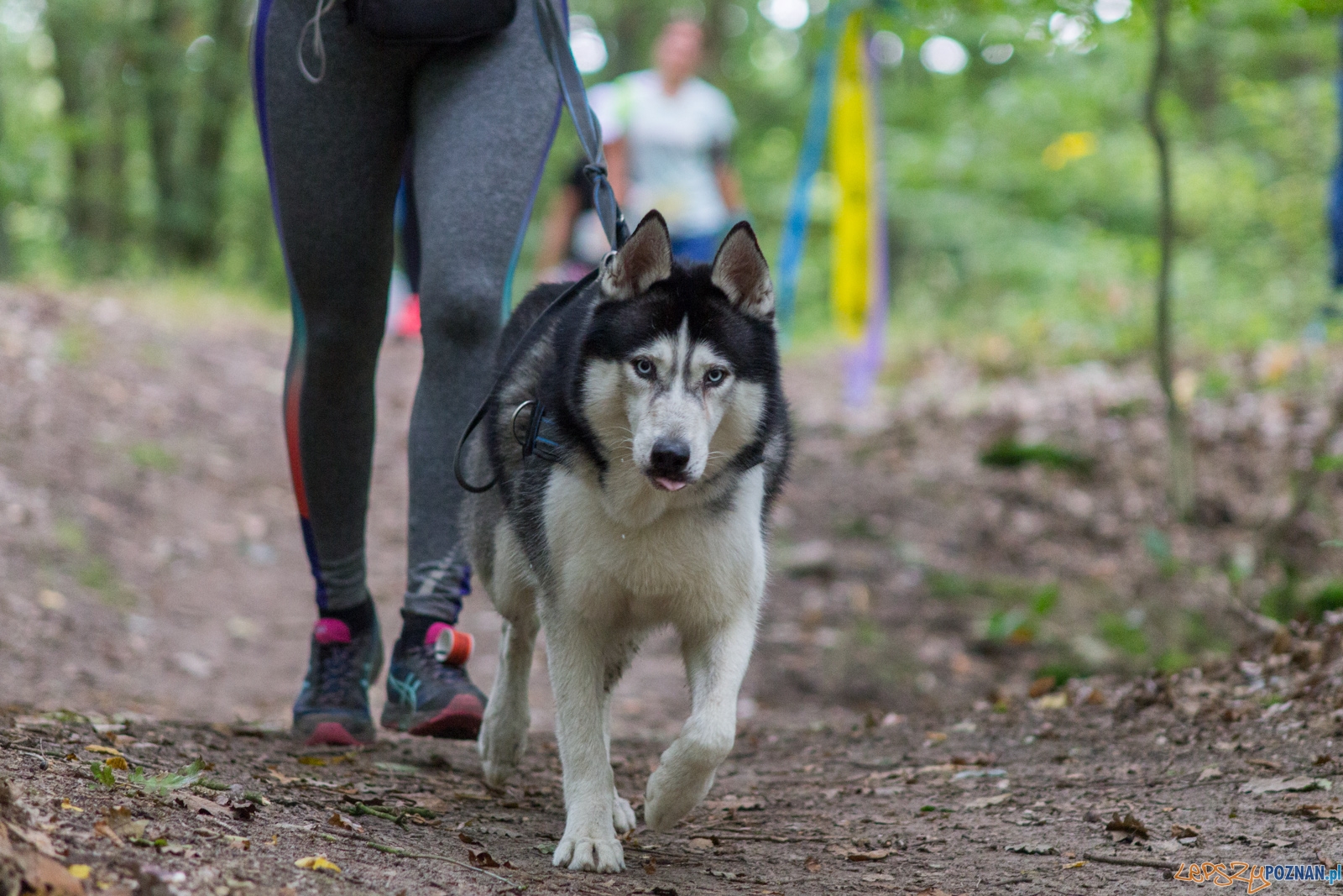 Forest Run Foto: lepszyPOZNAN.pl / Ewelina Jaskowiak Forest Run Foto: lepszyPOZNAN.pl / Ewelina Jaskowiak