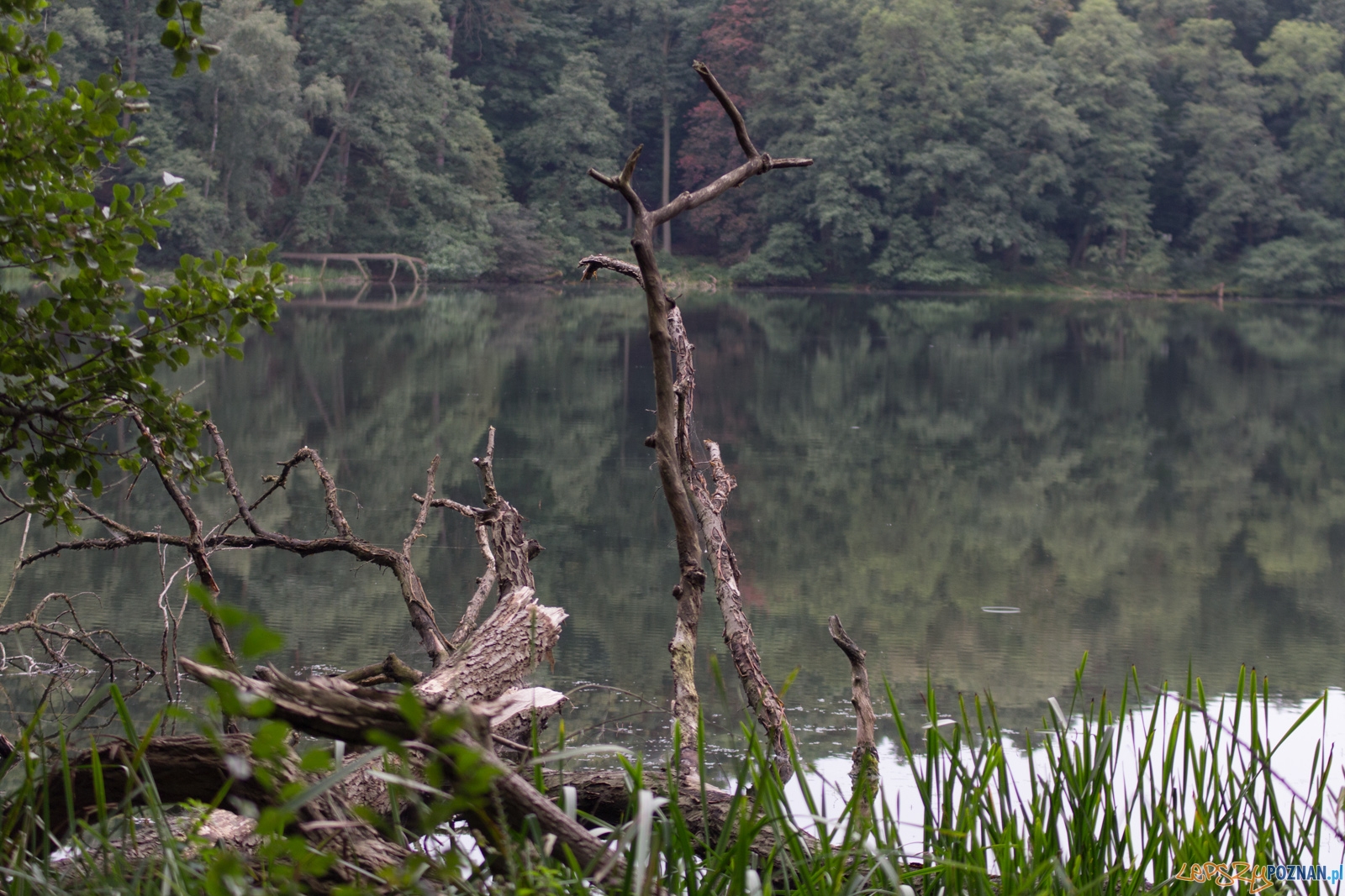 Forest Run Foto: lepszyPOZNAN.pl / Ewelina Jaskowiak Forest Run Foto: lepszyPOZNAN.pl / Ewelina Jaskowiak
