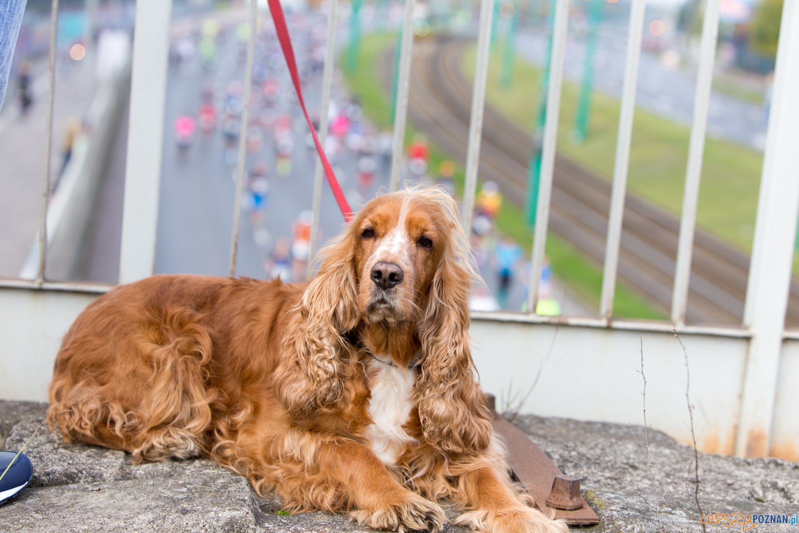 18.PKO Poznań Maraton Foto: lepszyPOZNAN.pl/Piotr Rychter 18.PKO Poznań Maraton Foto: lepszyPOZNAN.pl/Piotr Rychter