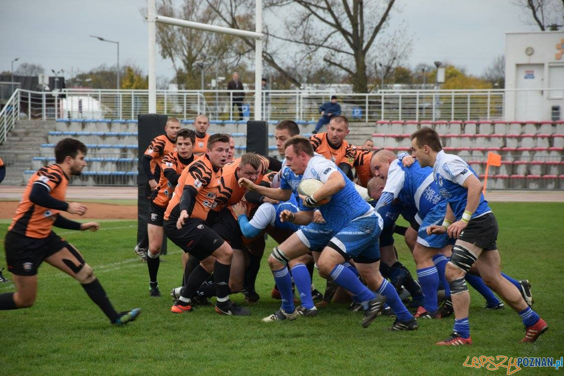 Miedziowi Lubin vs Chaos Poznań Foto: Weronika Biskupska Miedziowi Lubin vs Chaos Poznań Foto: Weronika Biskupska