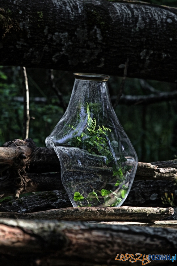 Wystawa Forest Forever Foto: materiały prasowe SB Wystawa Forest Forever Foto: materiały prasowe SB