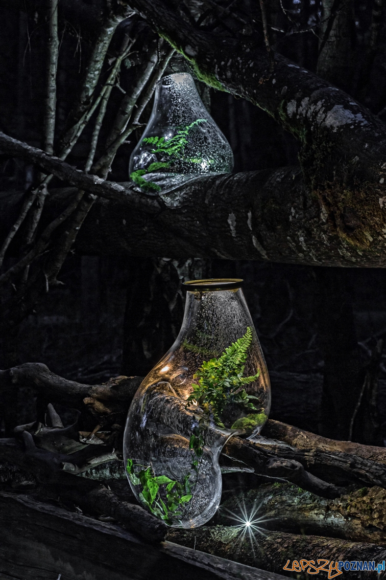 Wystawa Forest Forever Foto: materiały prasowe SB Wystawa Forest Forever Foto: materiały prasowe SB