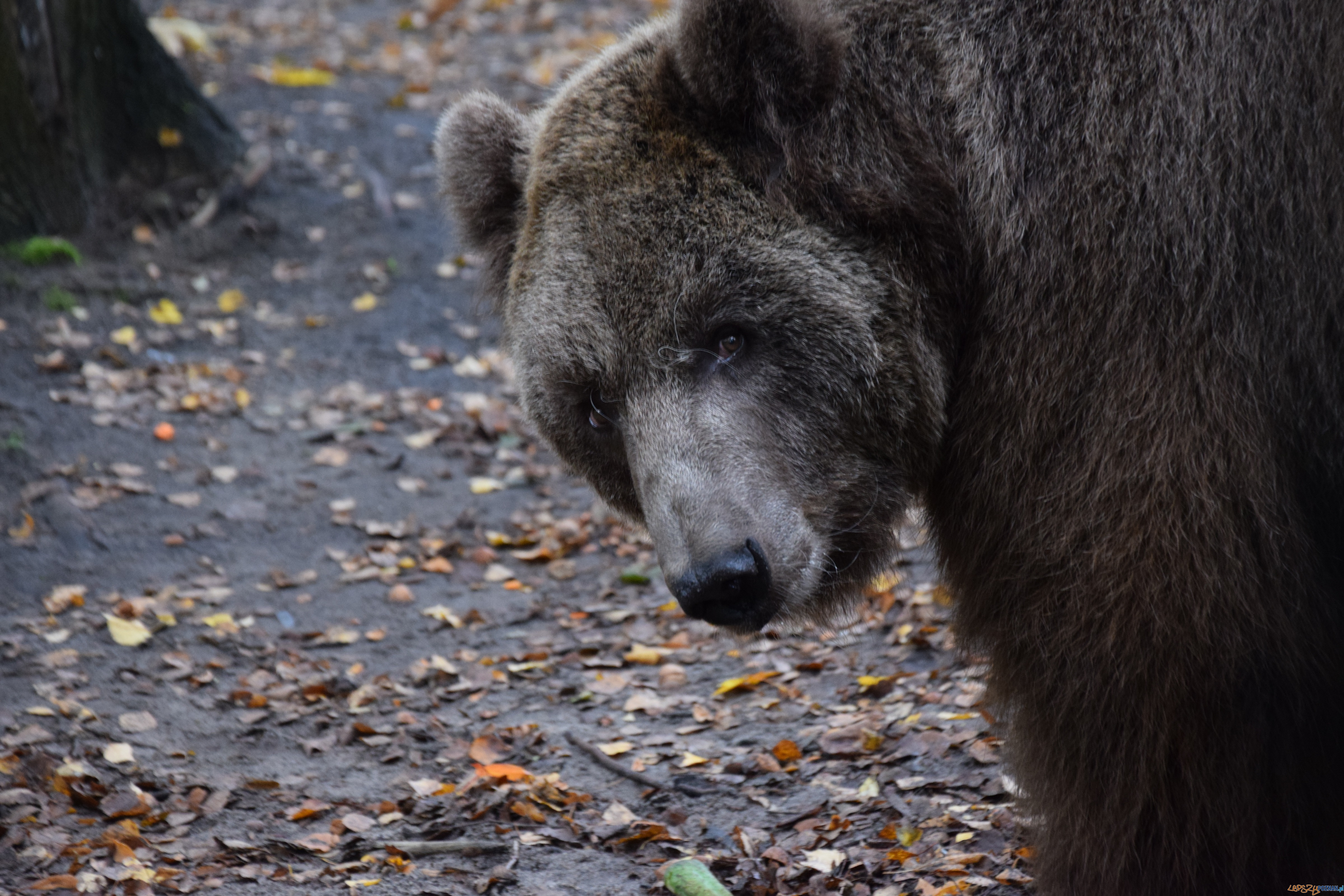 Baloo uratowany z cyrku Foto: Poznańskie Zoo / materiały prasowe Baloo uratowany z cyrku Foto: Poznańskie Zoo / materiały prasowe