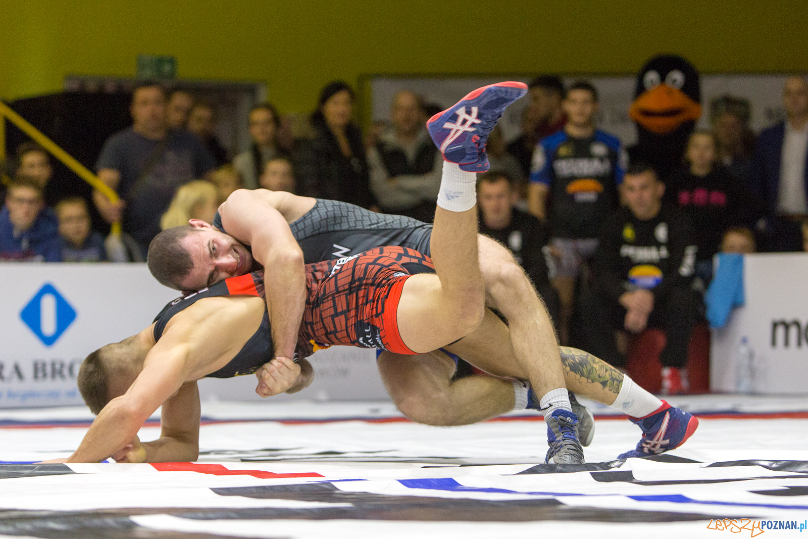 WZS WKS Grunwald -KS Sobieski Poznań - LOTTO Zapasy Bydgoszcz Foto: lepszyPOZNAN.pl/Piotr Rychter WZS WKS Grunwald -KS Sobieski Poznań - LOTTO Zapasy Bydgoszcz Foto: lepszyPOZNAN.pl/Piotr Rychter