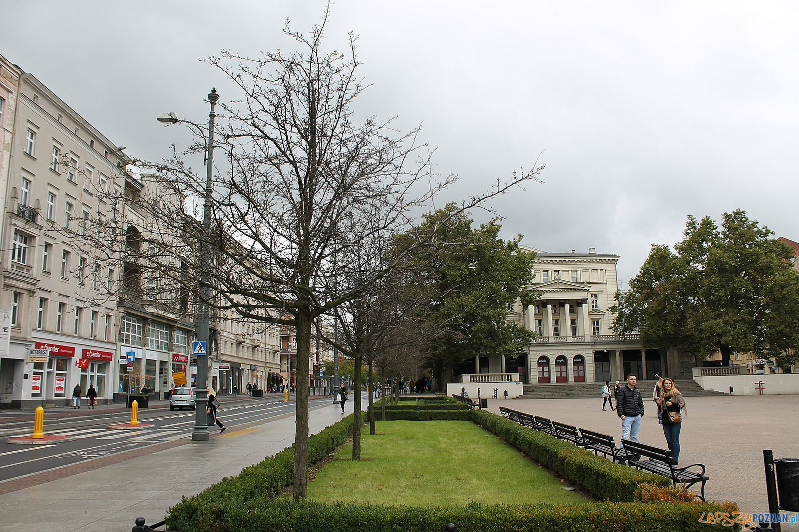 Plac Wolności - umierające głogi Foto: T. Dworek / ROSM Plac Wolności - umierające głogi Foto: T. Dworek / ROSM