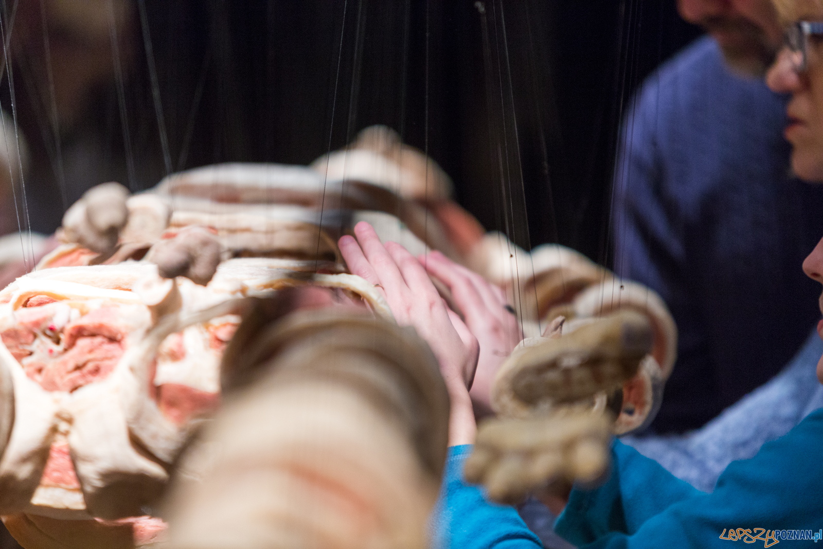 Body Worlds Foto: lepszyPOZNAN.pl/Piotr Rychter Body Worlds Foto: lepszyPOZNAN.pl/Piotr Rychter