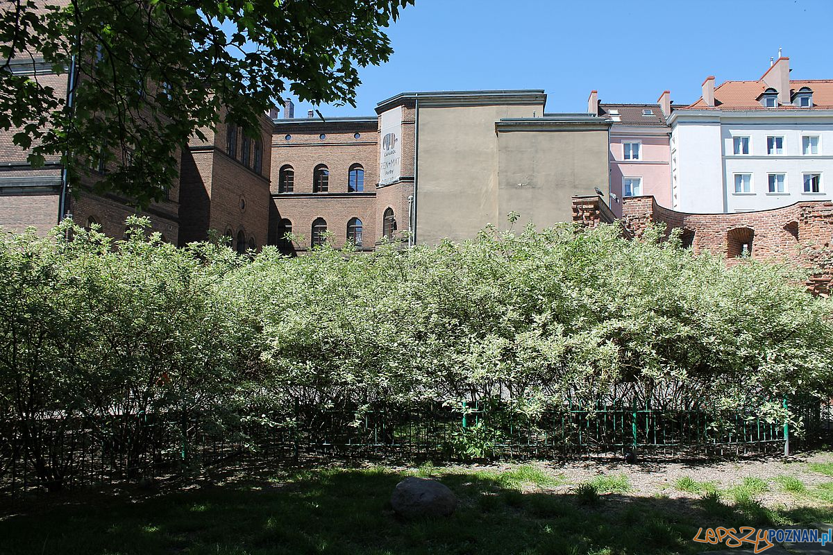 Skwer Wilhelmiego Foto: T. Dworek / ROSM Skwer Wilhelmiego Foto: T. Dworek / ROSM