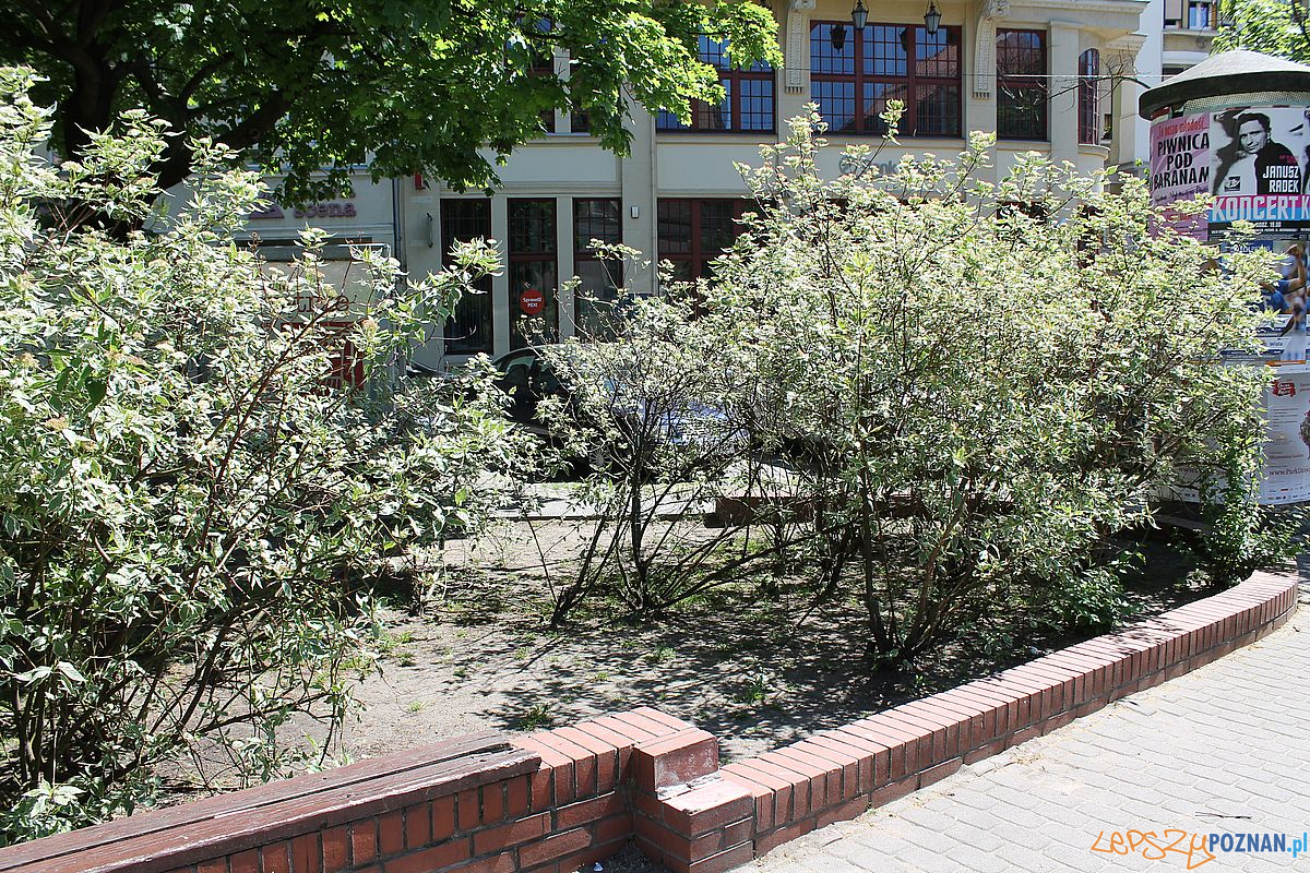 Skwer Wilhelmiego Foto: T. Dworek / ROSM Skwer Wilhelmiego Foto: T. Dworek / ROSM