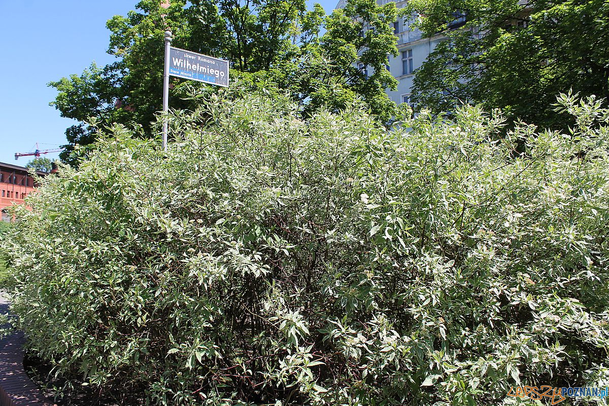 Skwer Wilhelmiego Foto: T. Dworek / ROSM Skwer Wilhelmiego Foto: T. Dworek / ROSM