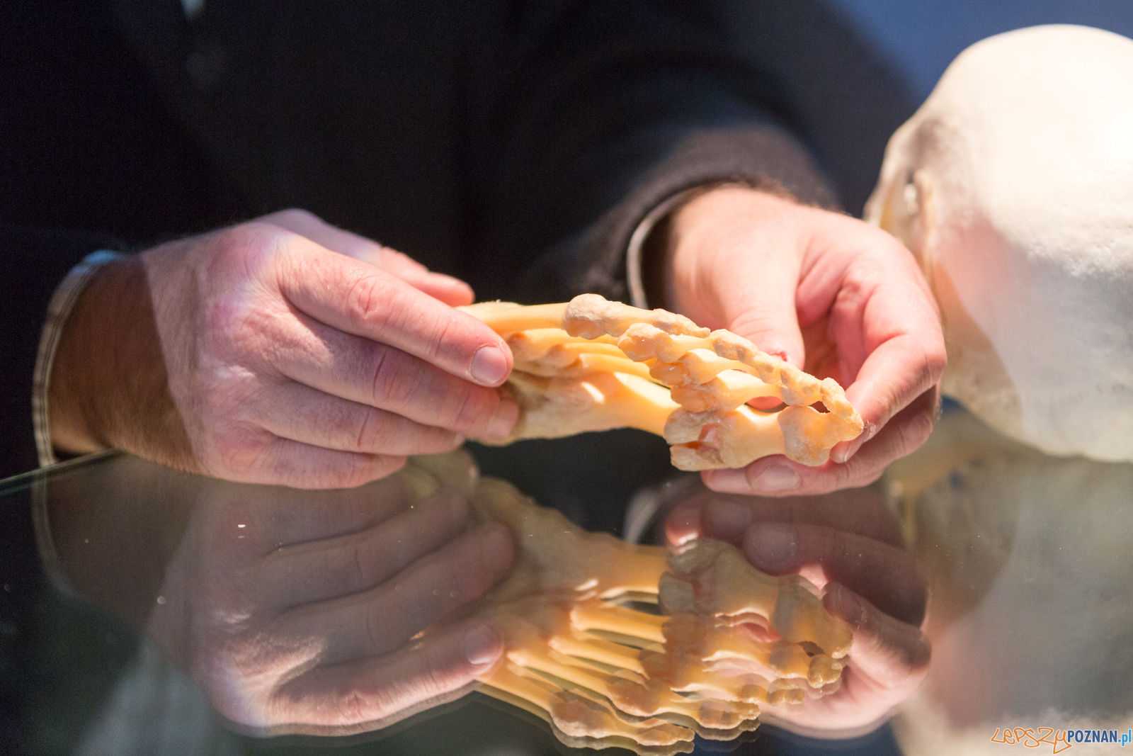 Body Worlds Foto: lepszyPOZNAN.pl/Piotr Rychter Body Worlds Foto: lepszyPOZNAN.pl/Piotr Rychter