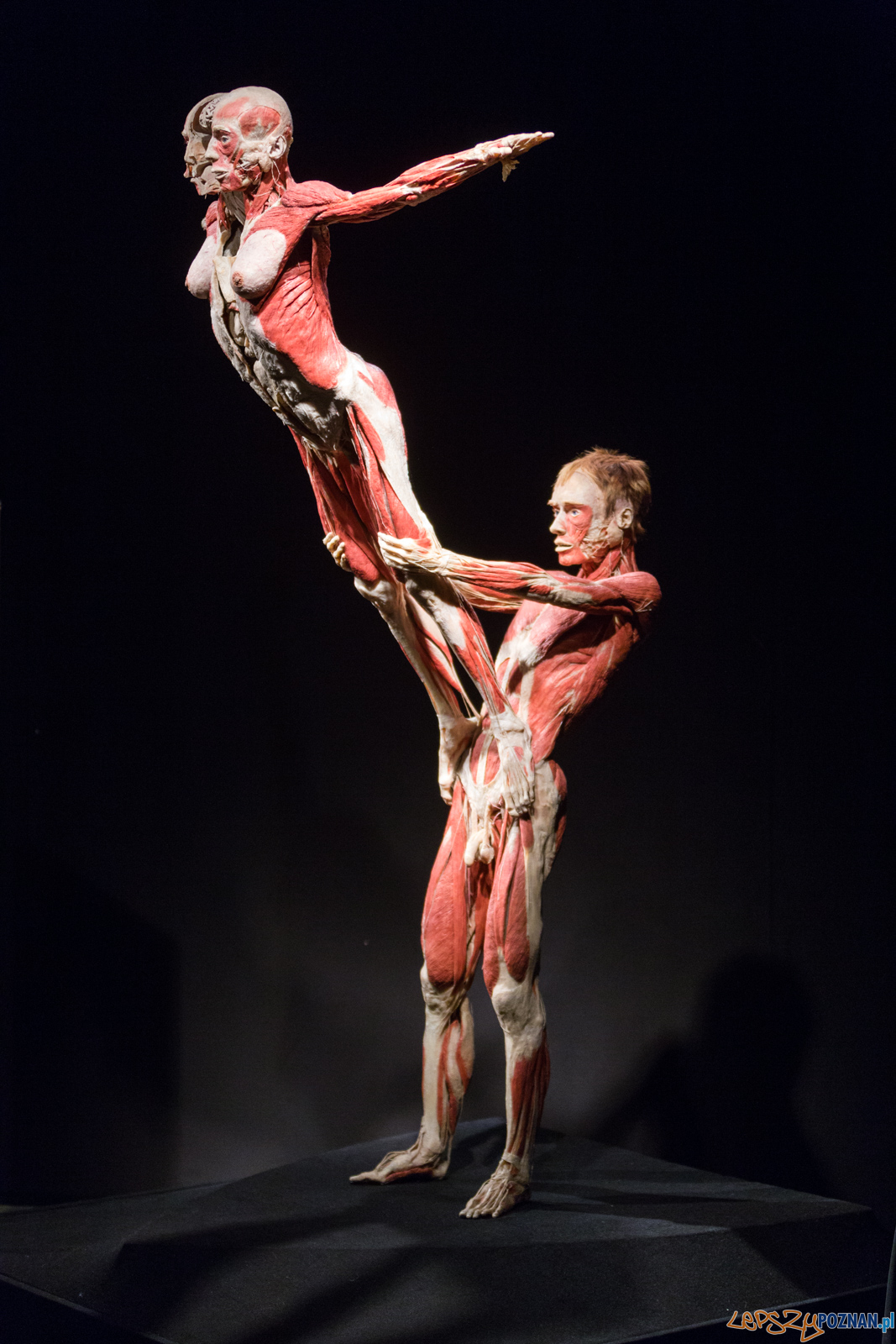 Body Worlds Foto: lepszyPOZNAN.pl/Piotr Rychter Body Worlds Foto: lepszyPOZNAN.pl/Piotr Rychter