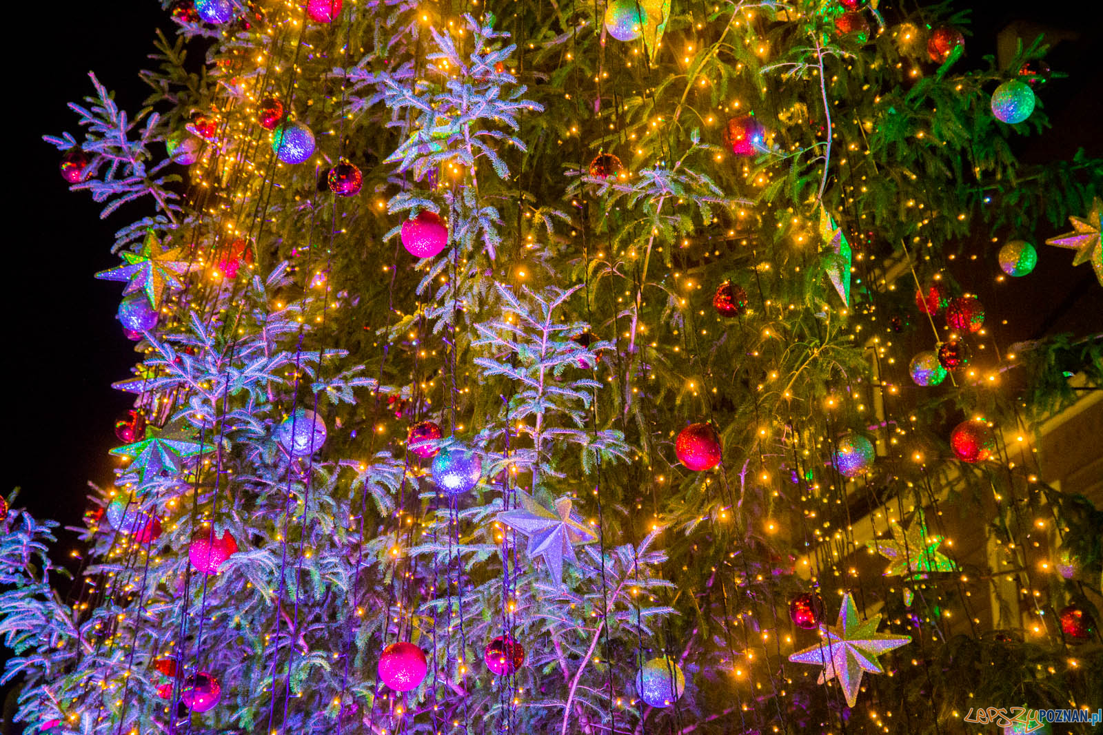 Rozświetlenie choinki miejskiej Foto: lepszyPOZNAN.pl / Ewelina Jaskowiak Rozświetlenie choinki miejskiej Foto: lepszyPOZNAN.pl / Ewelina Jaskowiak