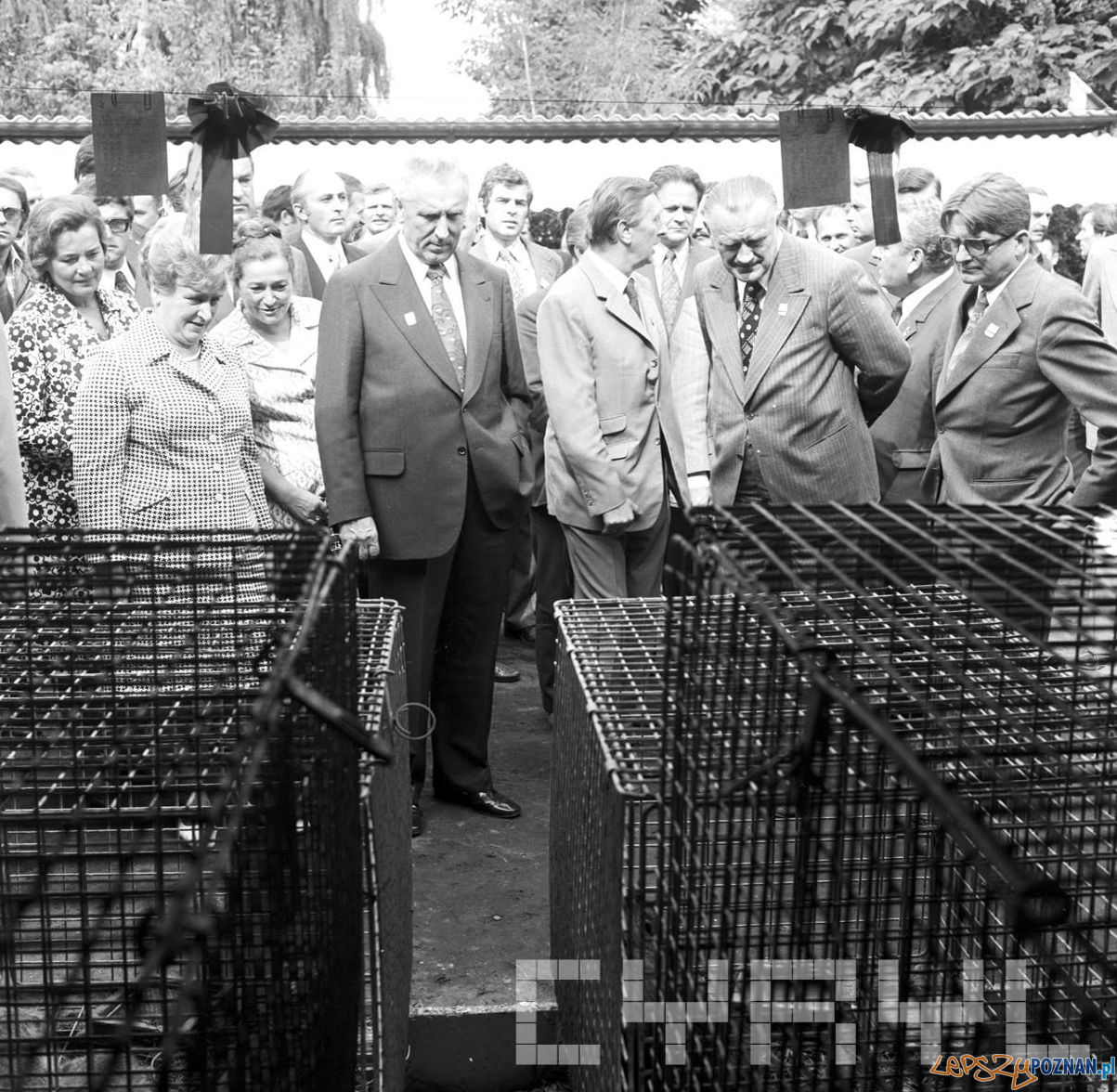 E. Gierek i P. Jaroszewicz na wystawie rolniczej z okazji Centralnych Dożynek - 1.09.1974 Foto: Stanisław Wiktor / Cyryl E. Gierek i P. Jaroszewicz na wystawie rolniczej z okazji Centralnych Dożynek - 1.09.1974 Foto: Stanisław Wiktor / Cyryl