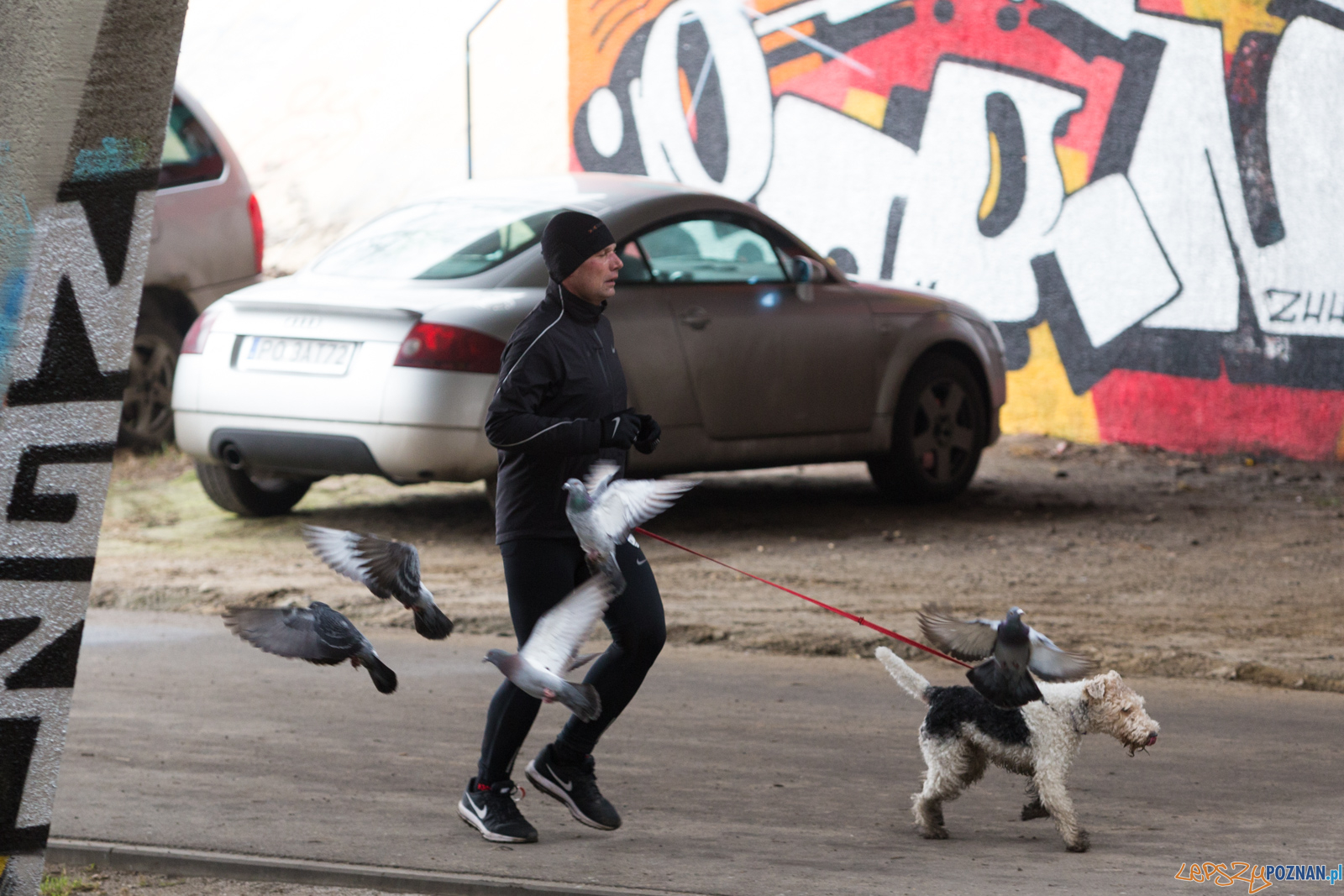 VIII Wildecka Dziesiątka Foto: lepszyPOZNAN.pl/Piotr Rychter VIII Wildecka Dziesiątka Foto: lepszyPOZNAN.pl/Piotr Rychter