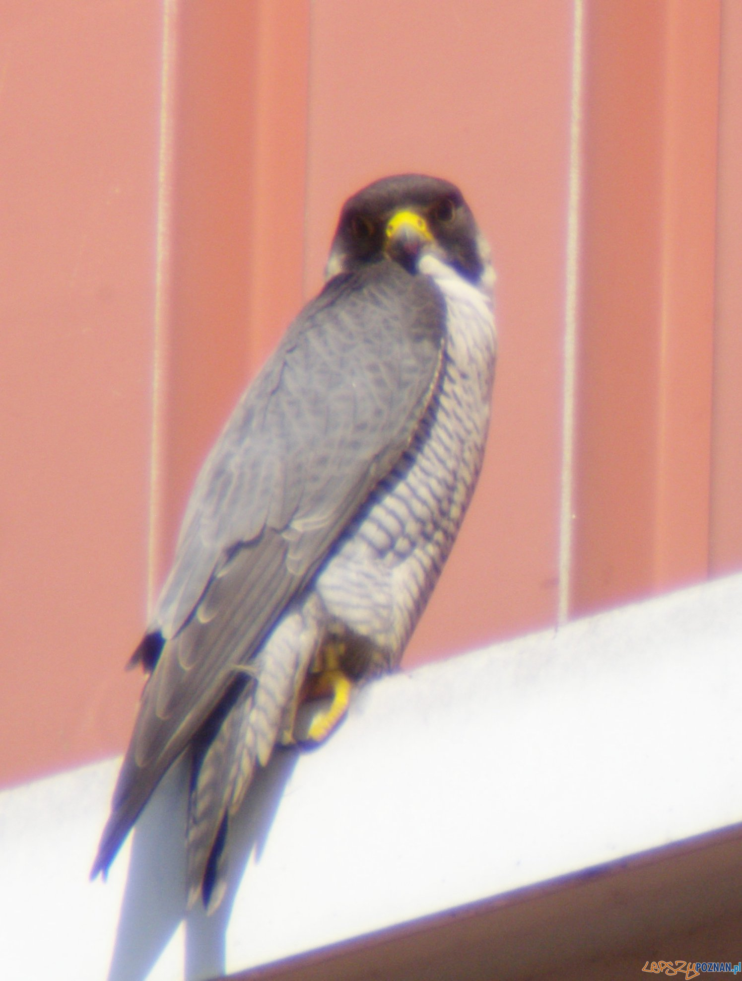 Sokół z Collegium Altum Foto: Peregrine Project Poland / facebook Sokół z Collegium Altum Foto: Peregrine Project Poland / facebook