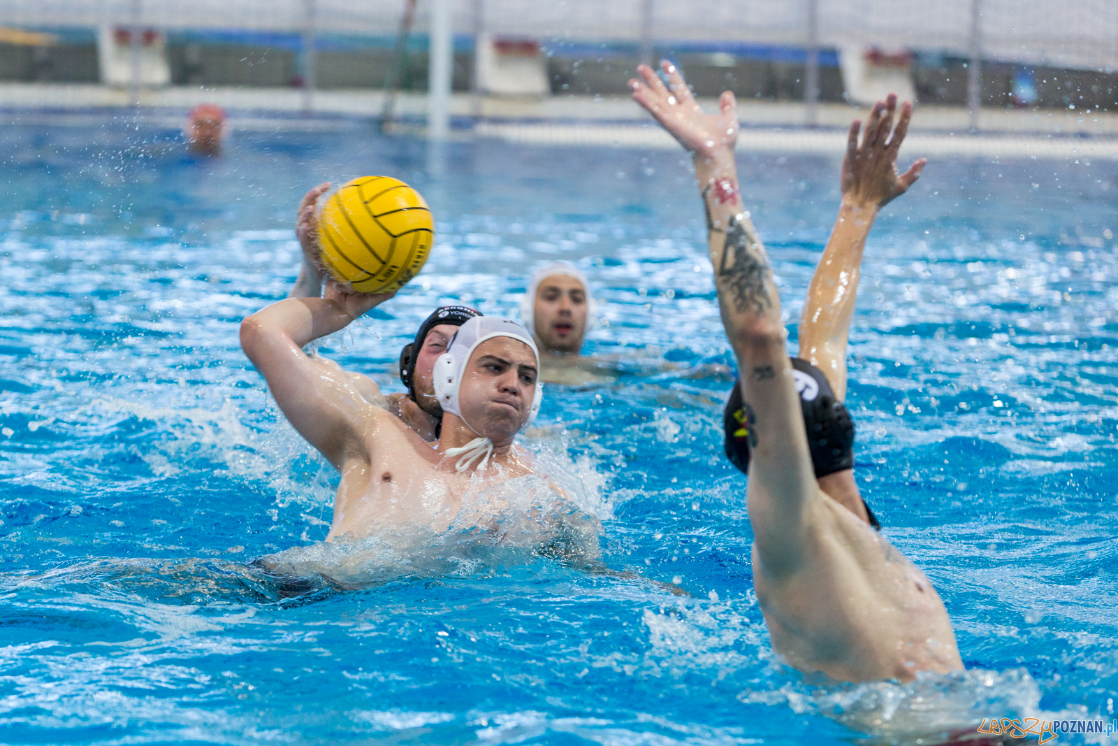 Waterpolo Poznań - Arkonia Szczecin Foto: lepszyPOZNAN.pl/Piotr Rychter Waterpolo Poznań - Arkonia Szczecin Foto: lepszyPOZNAN.pl/Piotr Rychter
