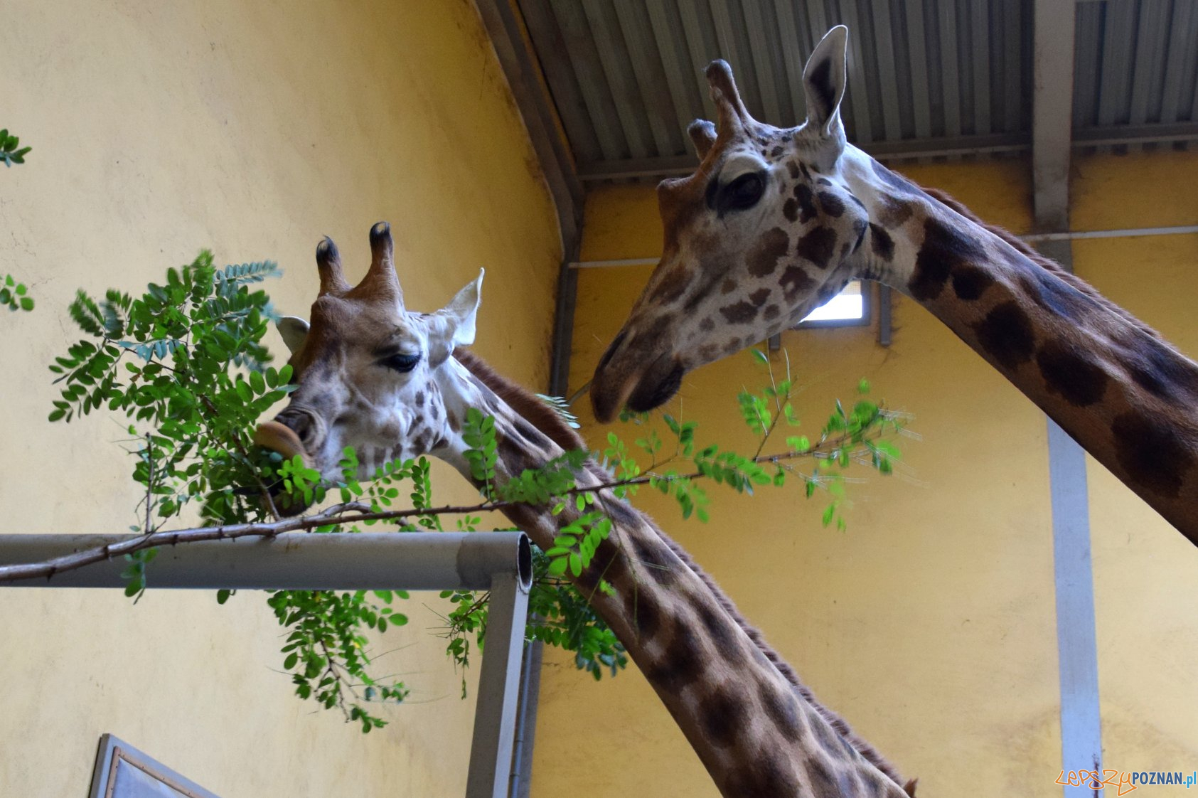 Leo - żyrafa z poznańskiego ZOO Foto: ZOO / materiały prasowe Leo - żyrafa z poznańskiego ZOO Foto: ZOO / materiały prasowe