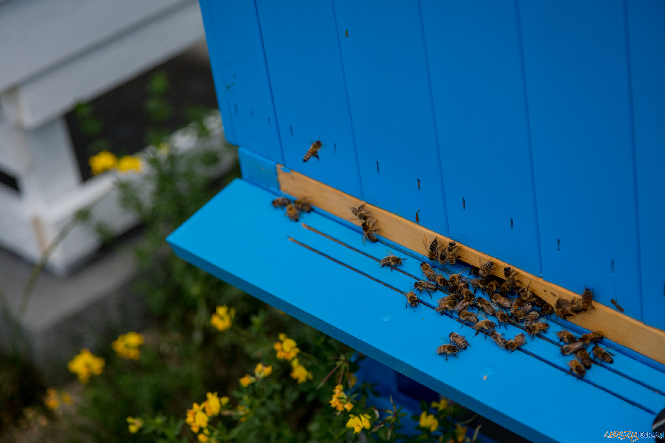 Pasieka w zakładach VW Foto: Volkswagen Poznań - materiały prasowe Pasieka w zakładach VW Foto: Volkswagen Poznań - materiały prasowe