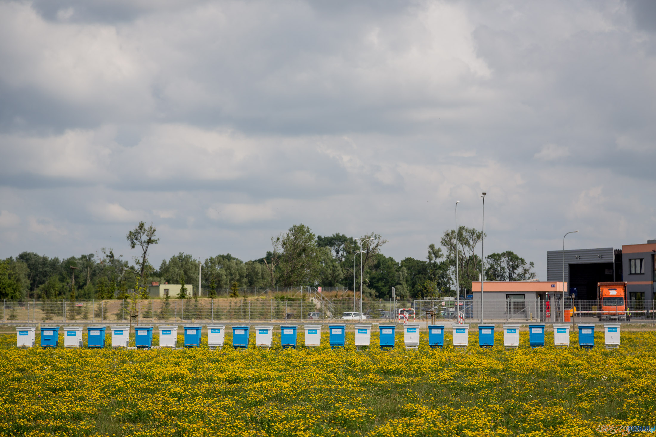 Pasieka w zakładach VW Foto: Volkswagen Poznań - materiały prasowe Pasieka w zakładach VW Foto: Volkswagen Poznań - materiały prasowe