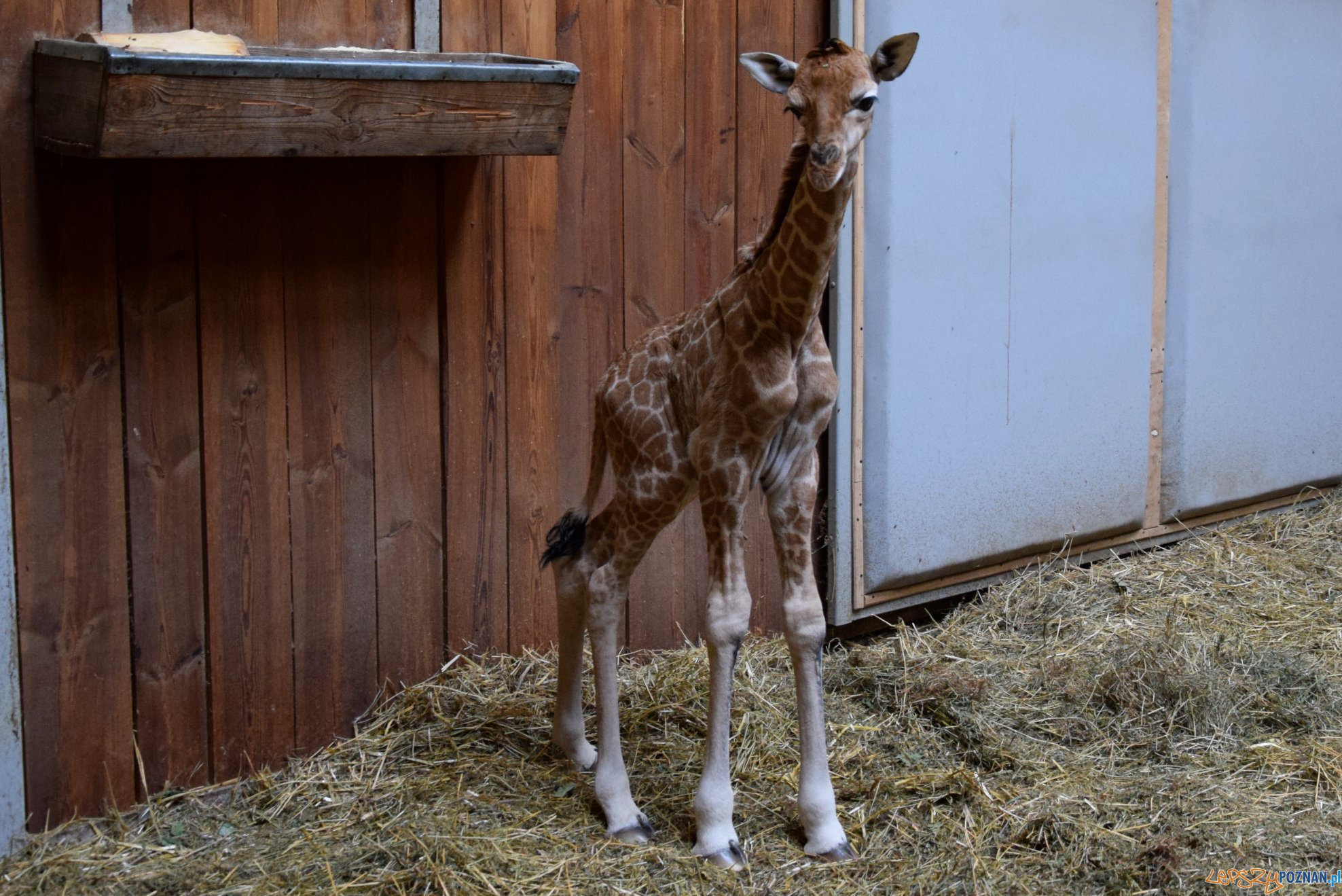 Leo - żyrafa z poznańskiego ZOO Foto: ZOO / materiały prasowe Leo - żyrafa z poznańskiego ZOO Foto: ZOO / materiały prasowe