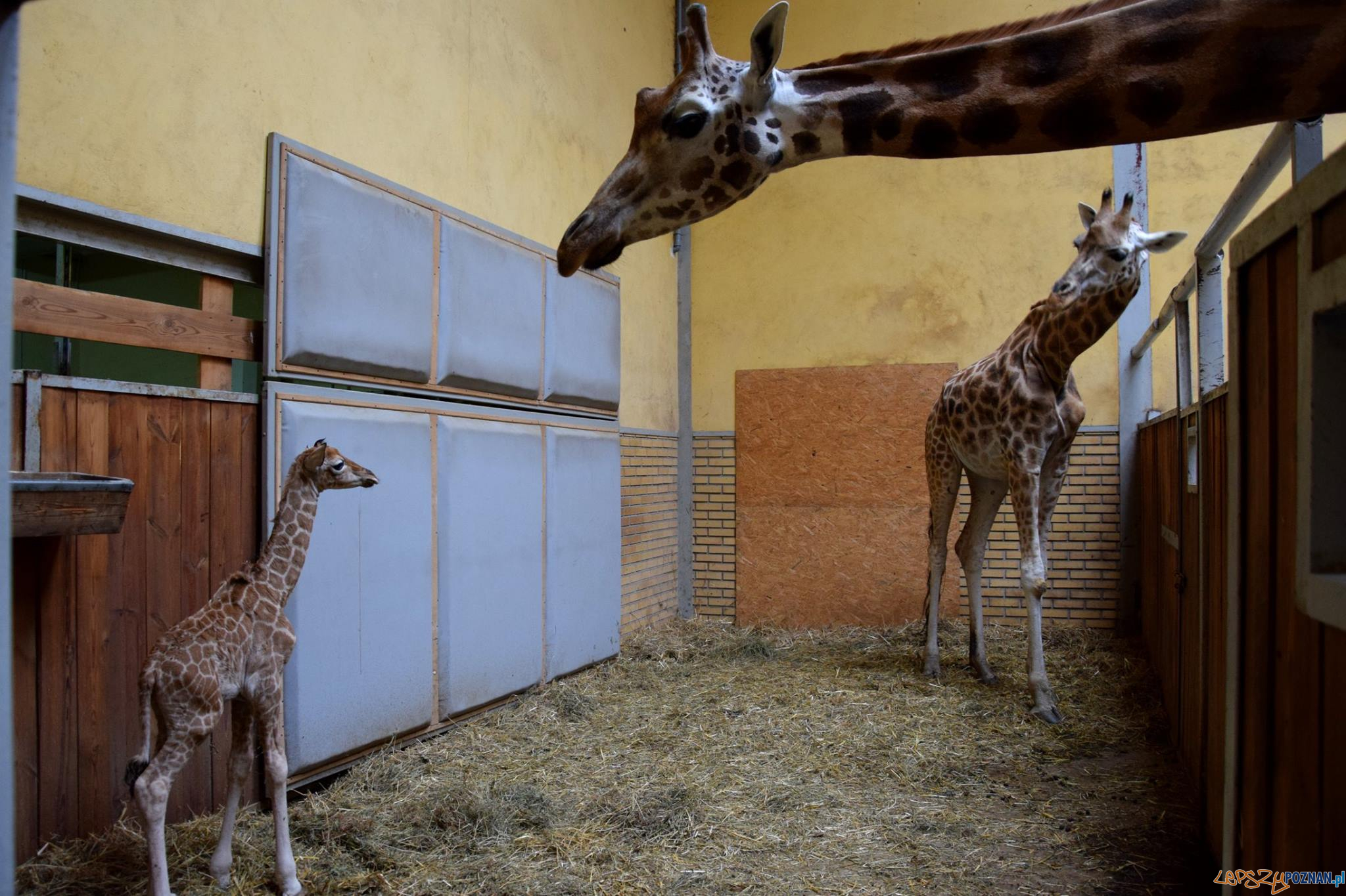 Leo - żyrafa z poznańskiego ZOO Foto: ZOO / materiały prasowe Leo - żyrafa z poznańskiego ZOO Foto: ZOO / materiały prasowe