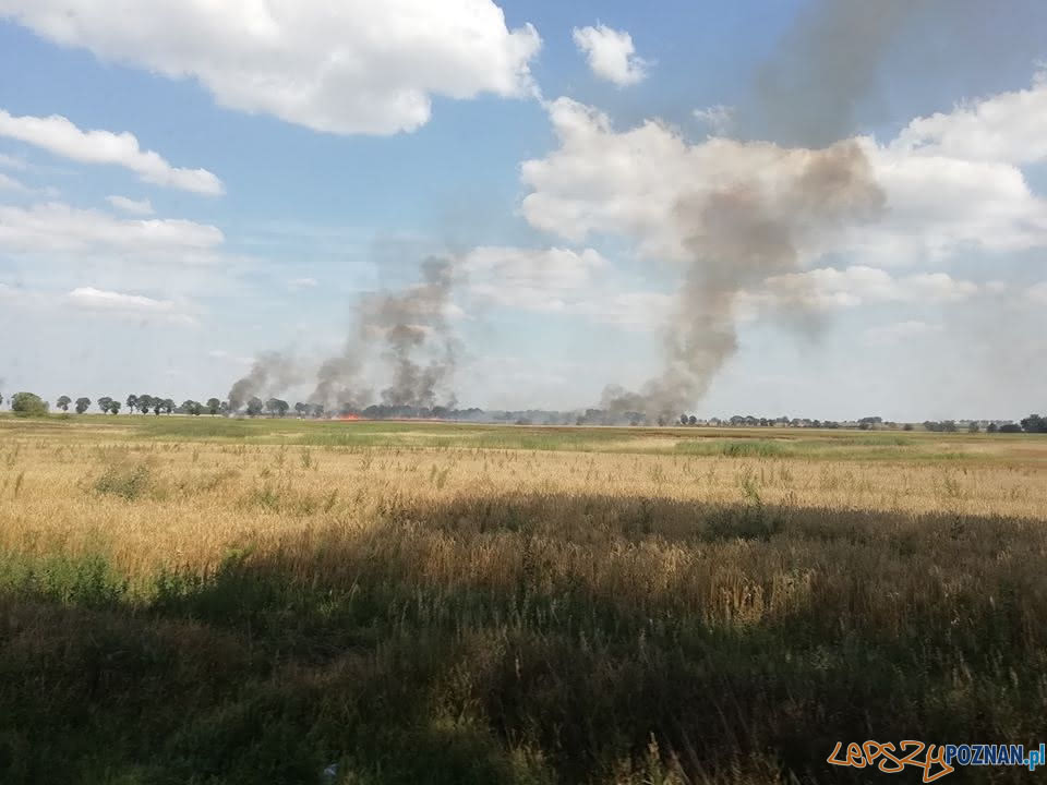 Płoną pola, płoną uprawy Foto: OSP Skoki / dh Adam Świętek Płoną pola, płoną uprawy Foto: OSP Skoki / dh Adam Świętek