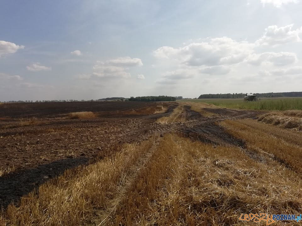 Płoną pola, płoną uprawy Foto: OSP Skoki / dh Adam Świętek Płoną pola, płoną uprawy Foto: OSP Skoki / dh Adam Świętek