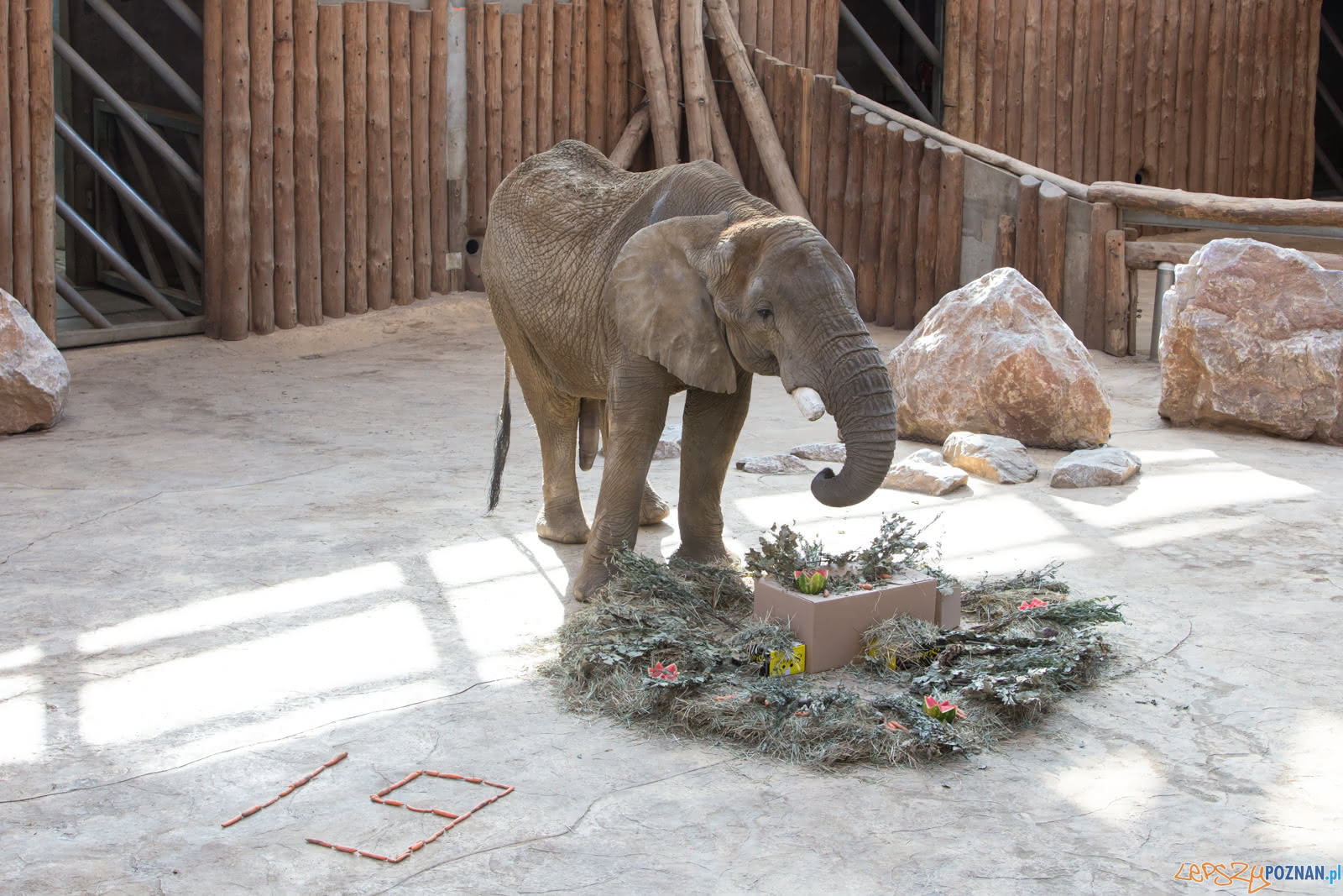 19. urodziny Słonia Ninio Foto: lepszyPOZNAN.pl/Piotr Rychter 19. urodziny Słonia Ninio Foto: lepszyPOZNAN.pl/Piotr Rychter