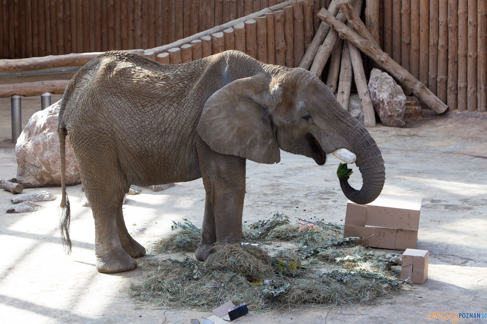 19. urodziny Słonia Ninio Foto: lepszyPOZNAN.pl/Piotr Rychter 19. urodziny Słonia Ninio Foto: lepszyPOZNAN.pl/Piotr Rychter