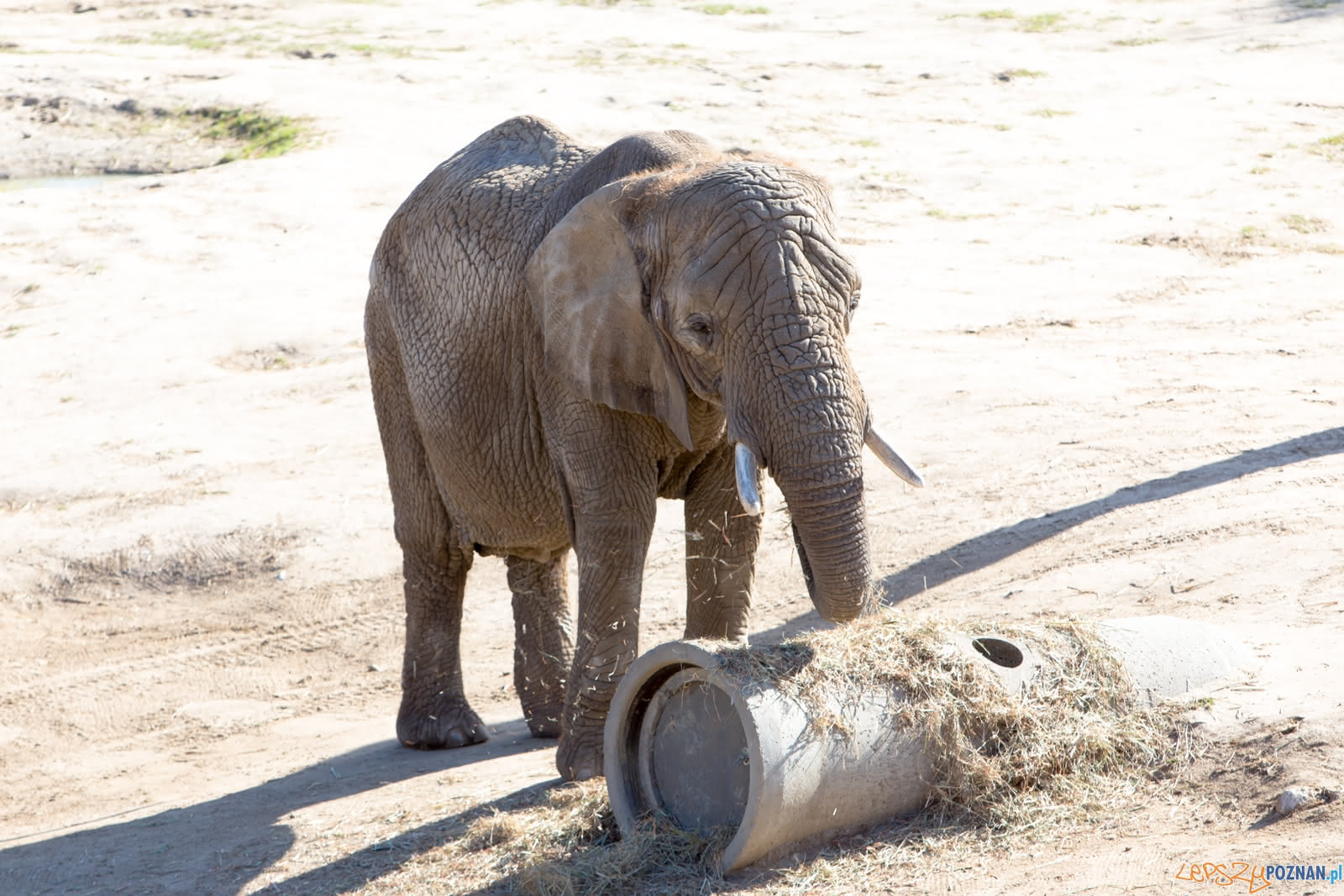Słonica w słoniarnii poznańskiego zoo Foto: lepszyPOZNAN.pl/Piotr Rychter Słonica w słoniarnii poznańskiego zoo Foto: lepszyPOZNAN.pl/Piotr Rychter