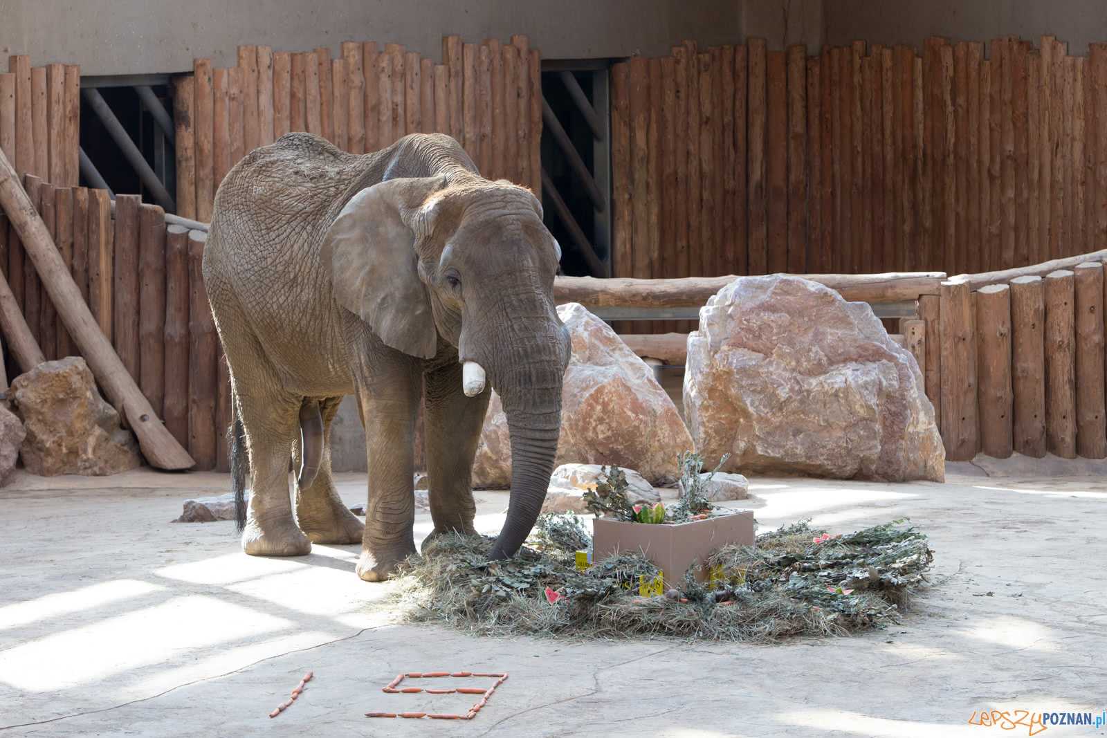 19. urodziny Słonia Ninio Foto: lepszyPOZNAN.pl/Piotr Rychter 19. urodziny Słonia Ninio Foto: lepszyPOZNAN.pl/Piotr Rychter