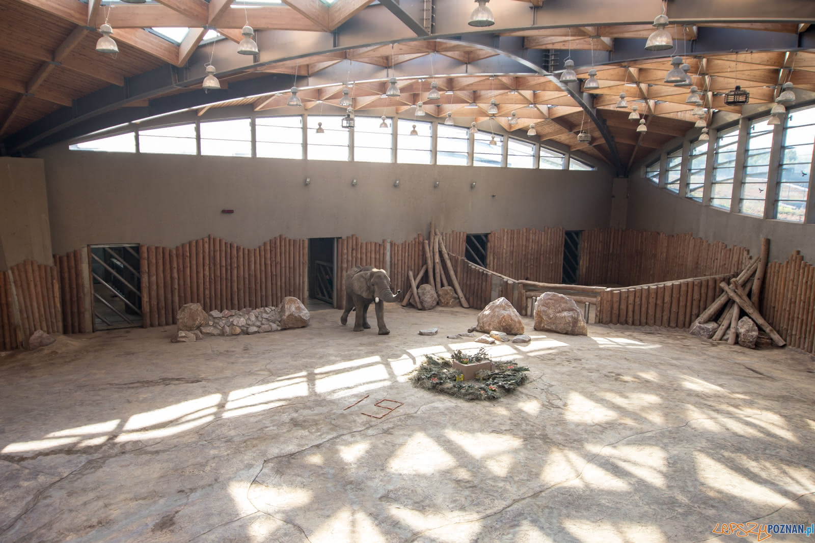 19. urodziny Słonia Ninio Foto: lepszyPOZNAN.pl/Piotr Rychter 19. urodziny Słonia Ninio Foto: lepszyPOZNAN.pl/Piotr Rychter