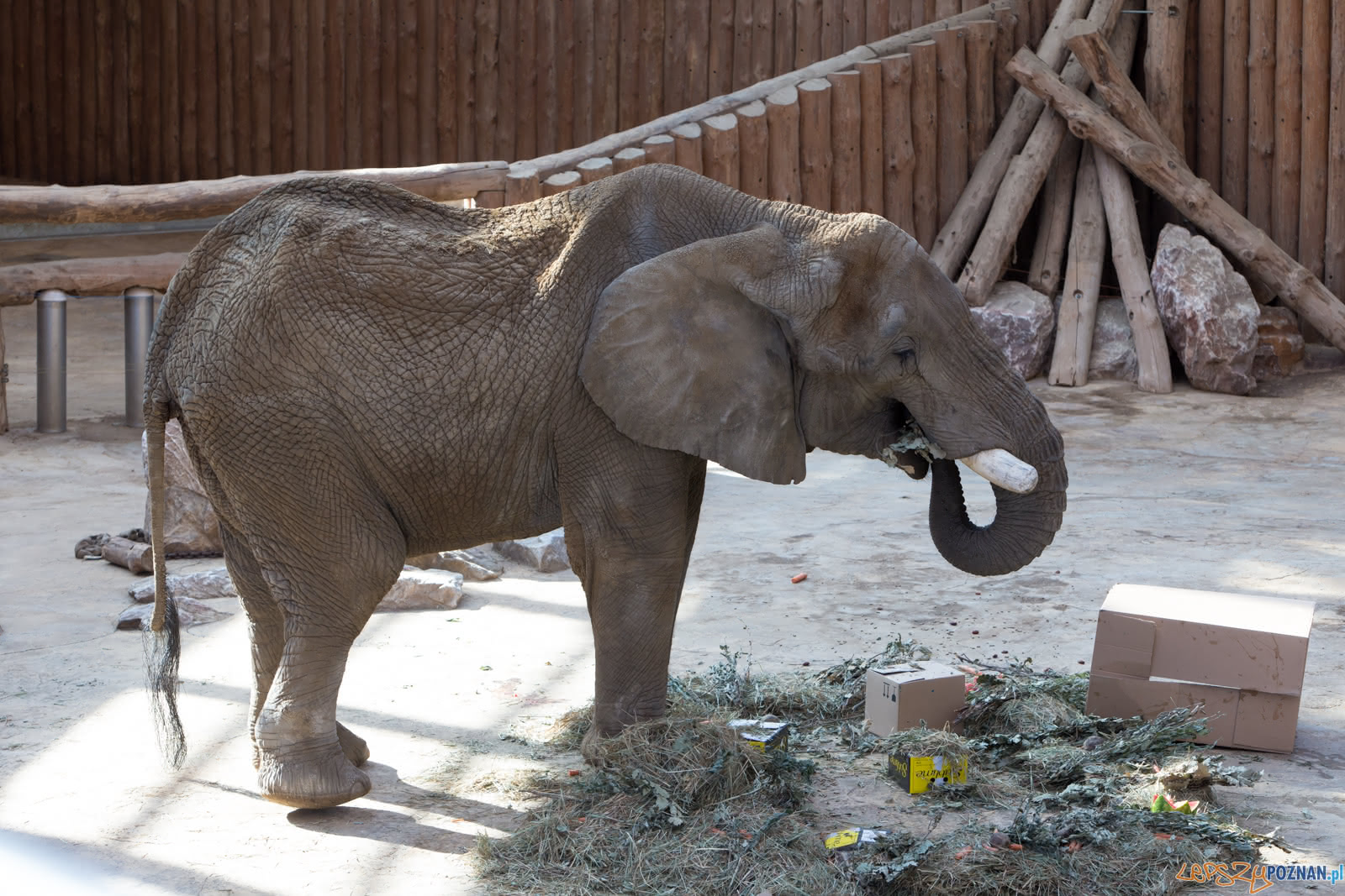 19. urodziny Słonia Ninio Foto: lepszyPOZNAN.pl/Piotr Rychter 19. urodziny Słonia Ninio Foto: lepszyPOZNAN.pl/Piotr Rychter