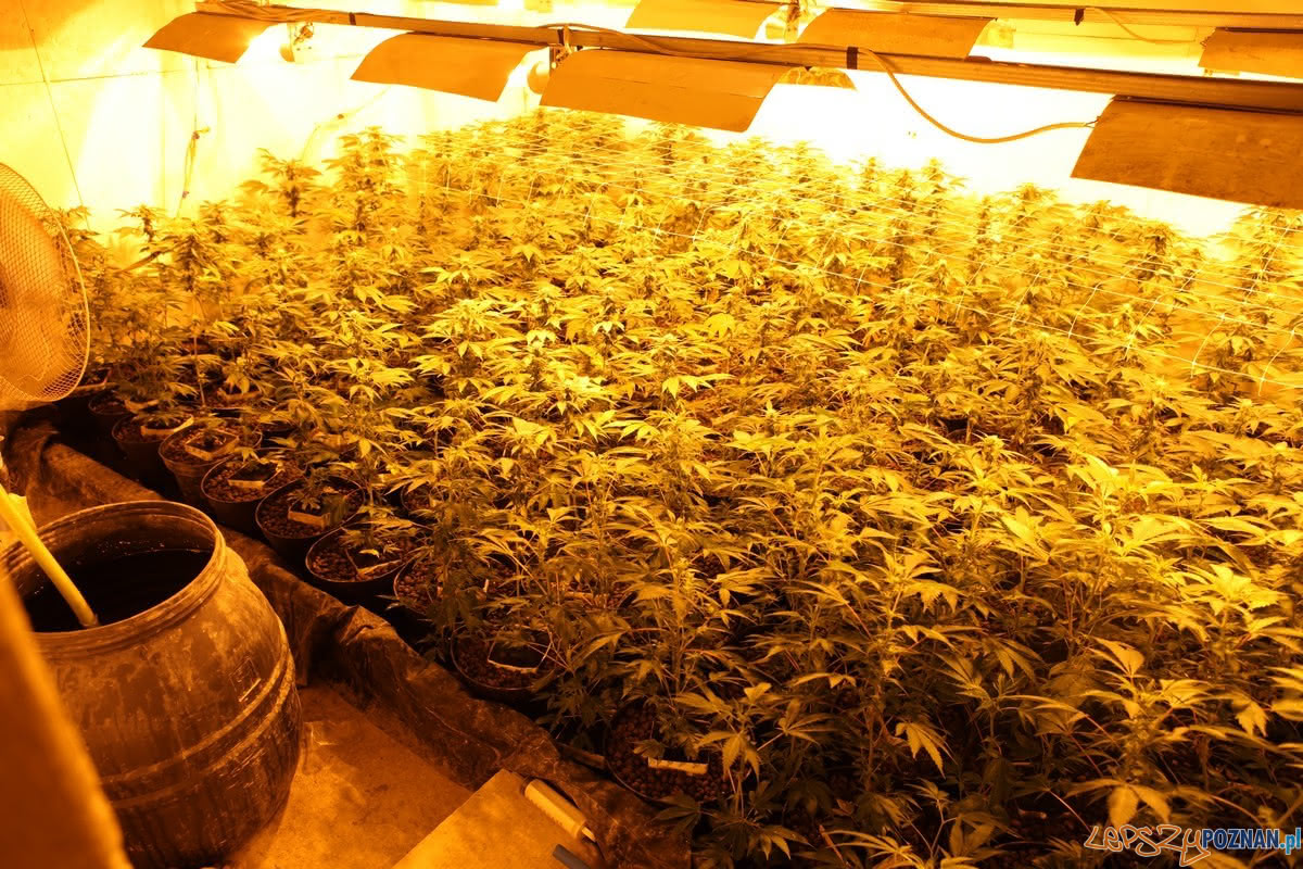 Plantacje konopi indyjskich zlikwidowane Foto: KWP w Poznaniu Plantacje konopi indyjskich zlikwidowane Foto: KWP w Poznaniu