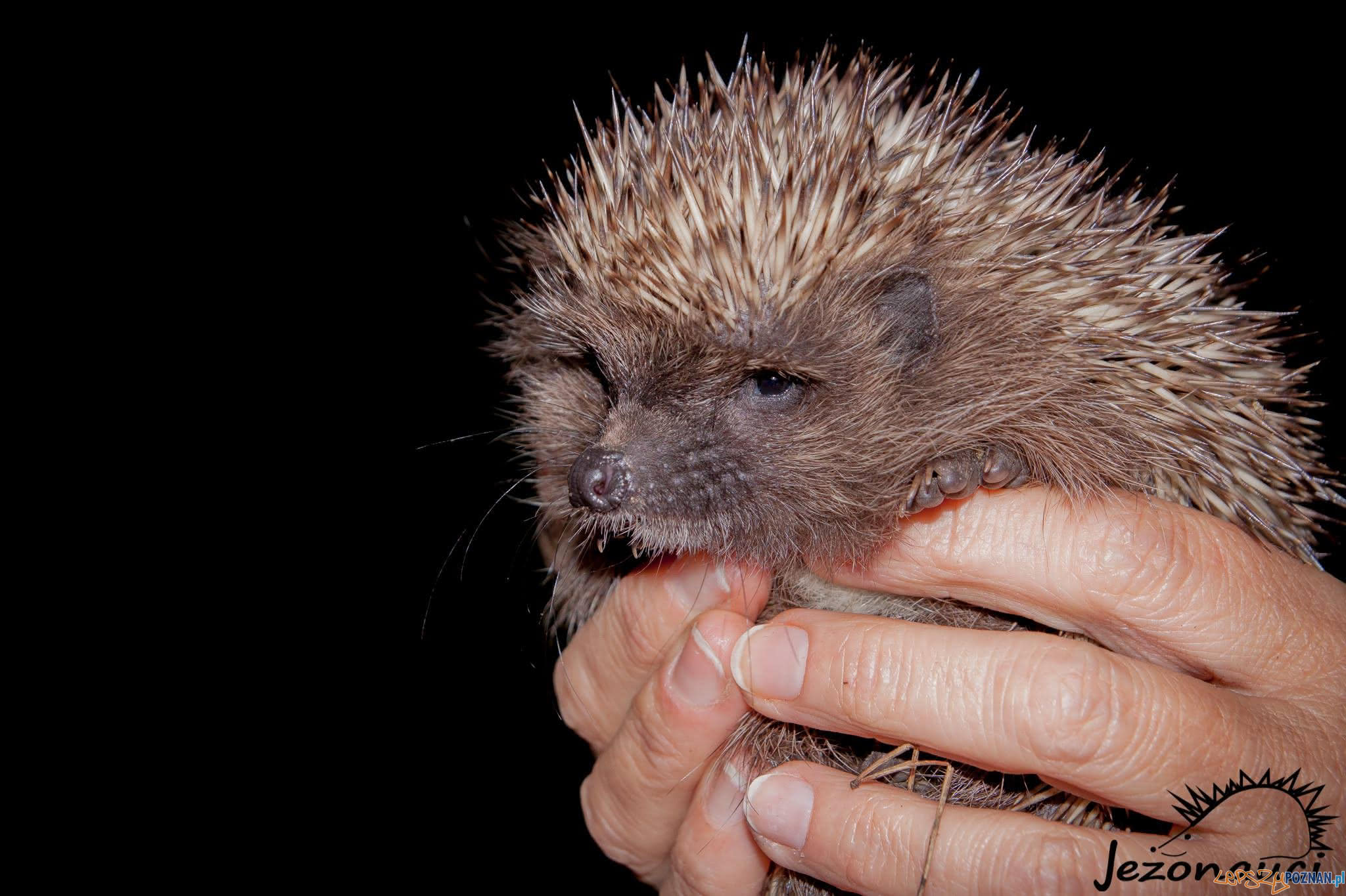 Dzień Jeża Foto: Jezonauci / facebook Dzień Jeża Foto: Jezonauci / facebook