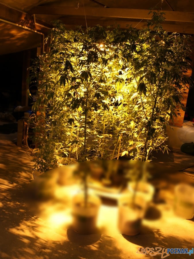 Plantacje konopi indyjskich zlikwidowane Foto: KWP w Poznaniu Plantacje konopi indyjskich zlikwidowane Foto: KWP w Poznaniu