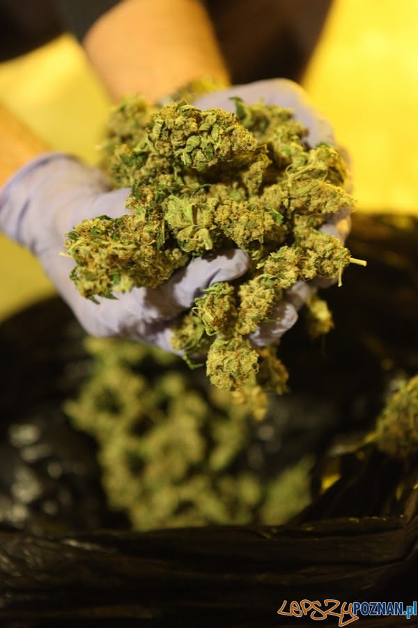 Plantacje konopi indyjskich zlikwidowane Foto: KWP w Poznaniu Plantacje konopi indyjskich zlikwidowane Foto: KWP w Poznaniu