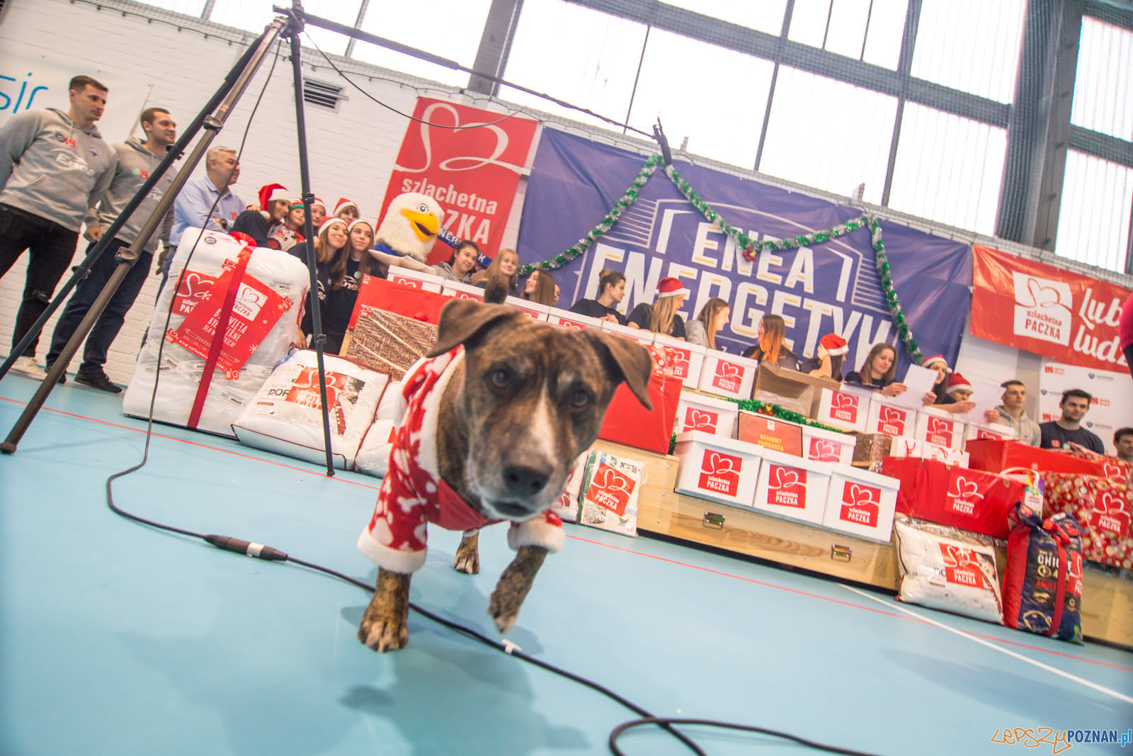 Enea Energetyk - Szlachetna Paczka Foto: lepszyPOZNAN.pl/Piotr Rychter Enea Energetyk - Szlachetna Paczka Foto: lepszyPOZNAN.pl/Piotr Rychter