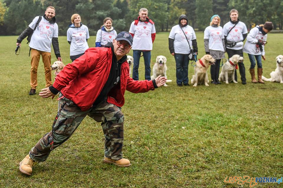 40 psów rasy Golden Retriever będzie kwestować w Poznaniu Foto: 40 psów rasy Golden Retriever będzie kwestować w Poznaniu Foto: