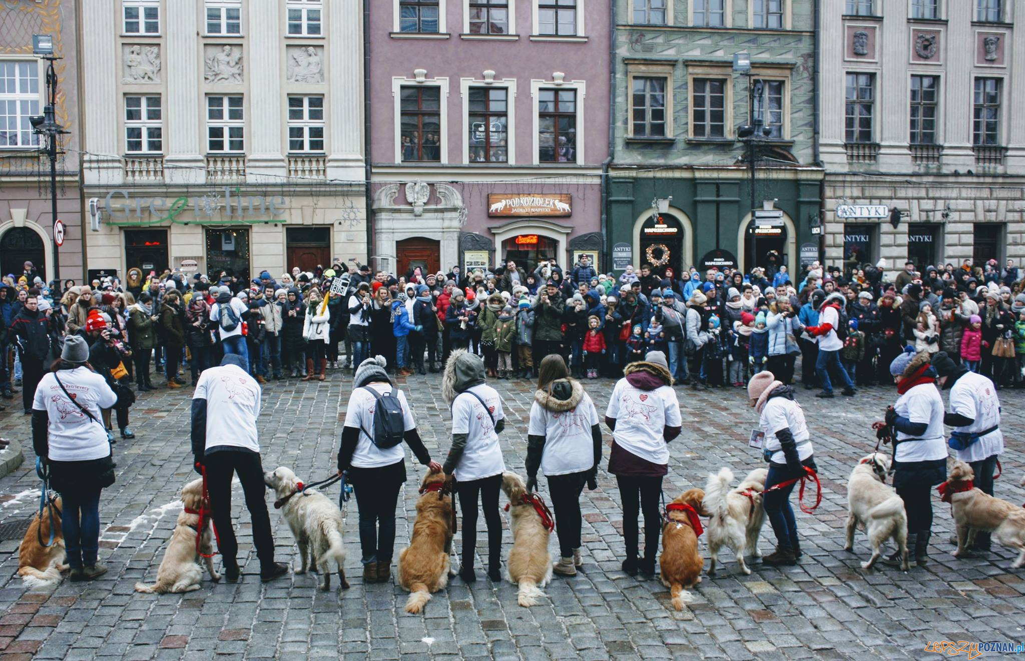 40 psów rasy Golden Retriever będzie kwestować w Poznaniu Foto: 40 psów rasy Golden Retriever będzie kwestować w Poznaniu Foto: