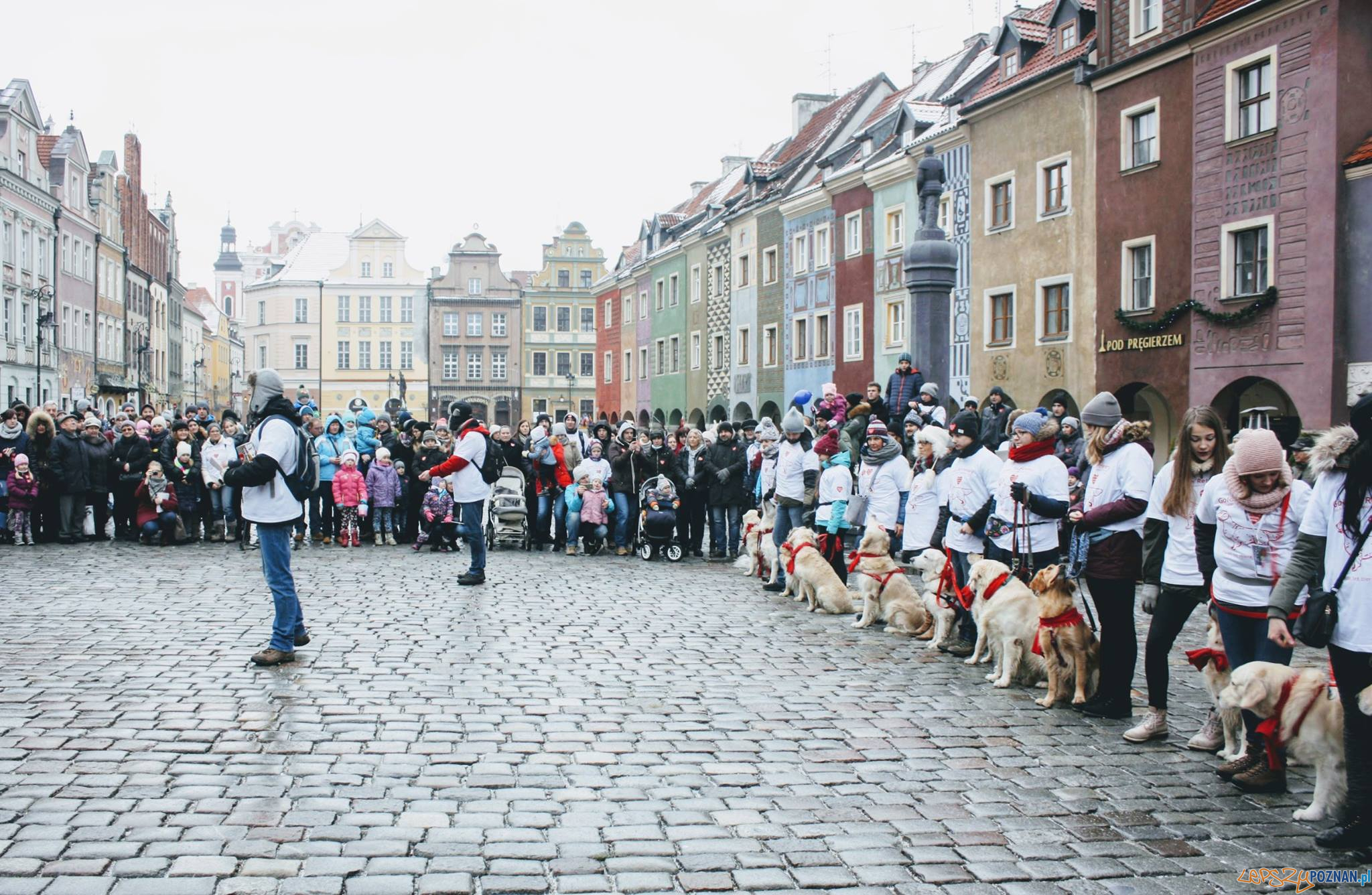 40 psów rasy Golden Retriever będzie kwestować w Poznaniu Foto: 40 psów rasy Golden Retriever będzie kwestować w Poznaniu Foto: