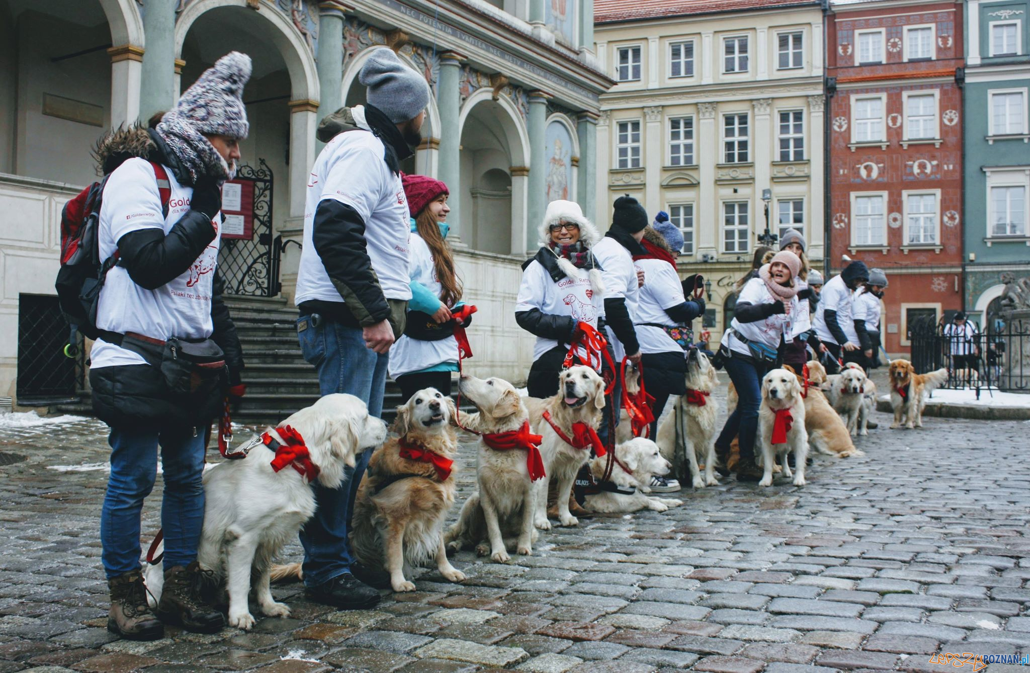 40 psów rasy Golden Retriever będzie kwestować w Poznaniu Foto: 40 psów rasy Golden Retriever będzie kwestować w Poznaniu Foto: