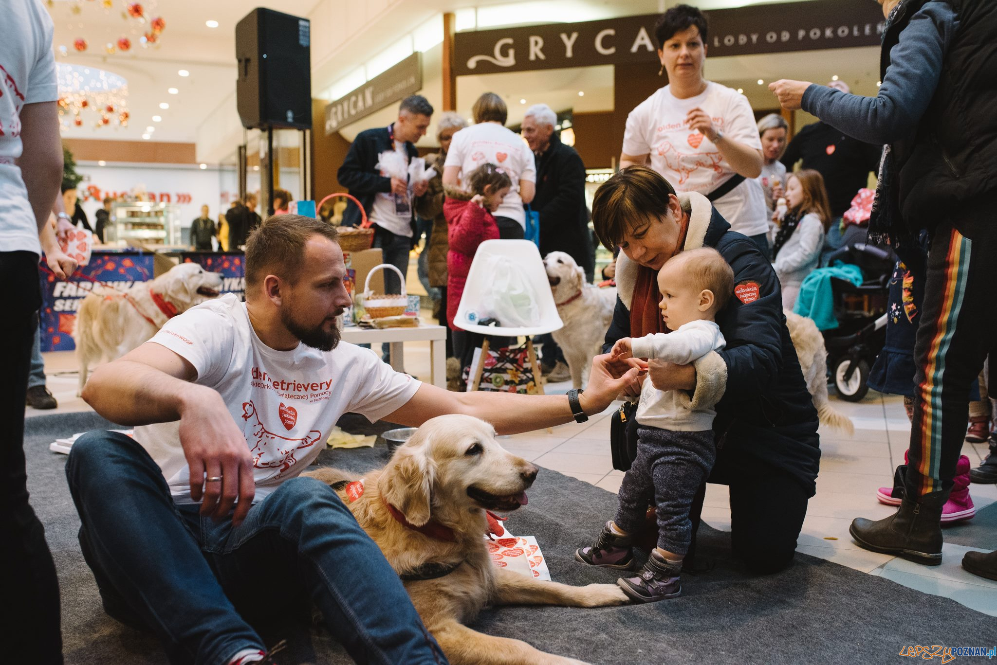 40 psów rasy Golden Retriever będzie kwestować w Poznaniu Foto: PhotoDuet 40 psów rasy Golden Retriever będzie kwestować w Poznaniu Foto: PhotoDuet