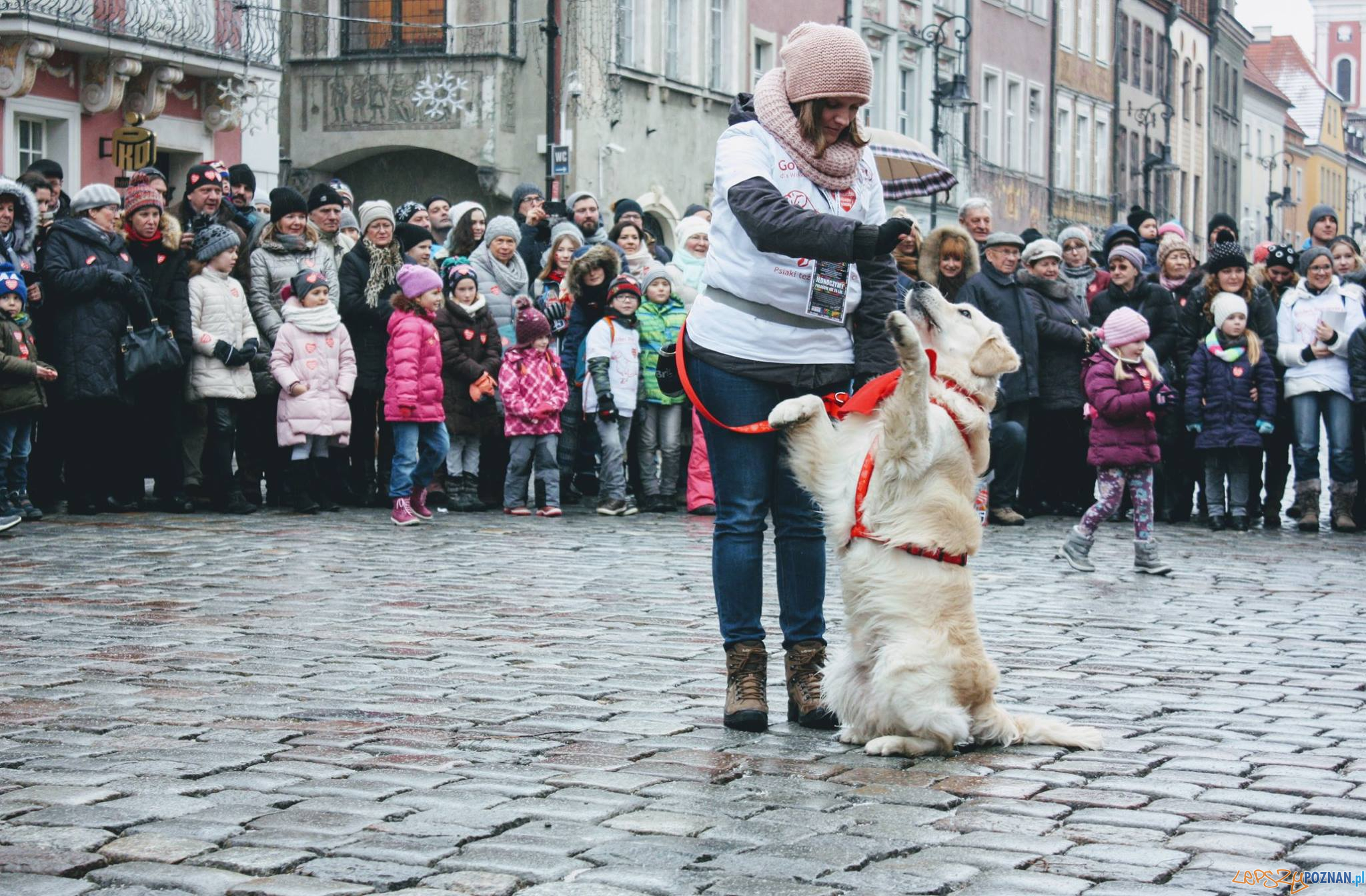 40 psów rasy Golden Retriever będzie kwestować w Poznaniu Foto: 40 psów rasy Golden Retriever będzie kwestować w Poznaniu Foto: