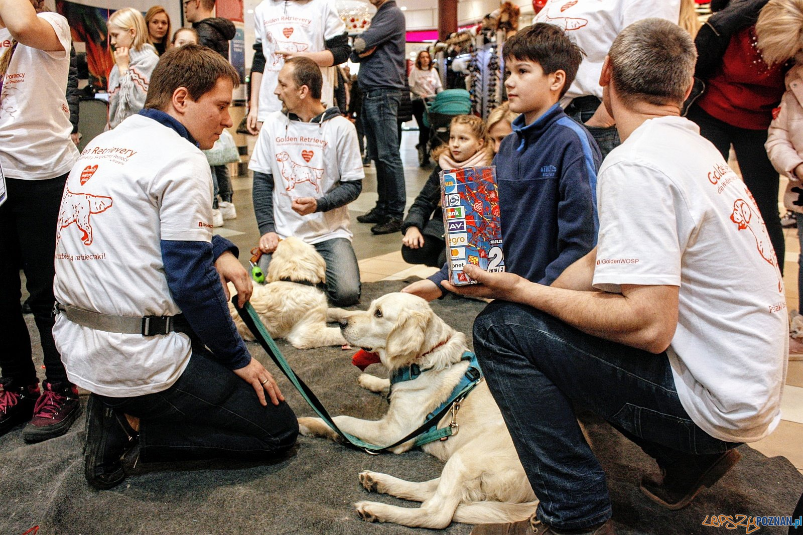 40 psów rasy Golden Retriever będzie kwestować w Poznaniu Foto: 40 psów rasy Golden Retriever będzie kwestować w Poznaniu Foto: