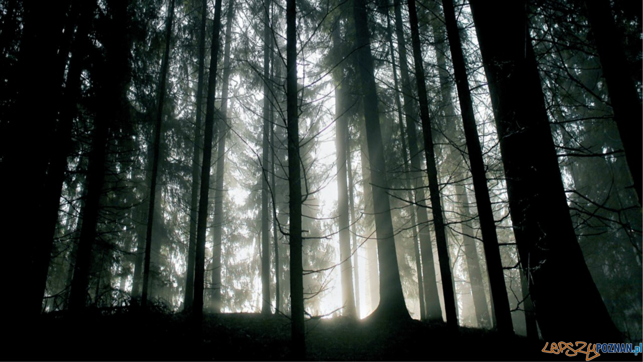 Jaćwieski las Foto: materiały prasowe Muzeum Archeologicznego Jaćwieski las Foto: materiały prasowe Muzeum Archeologicznego